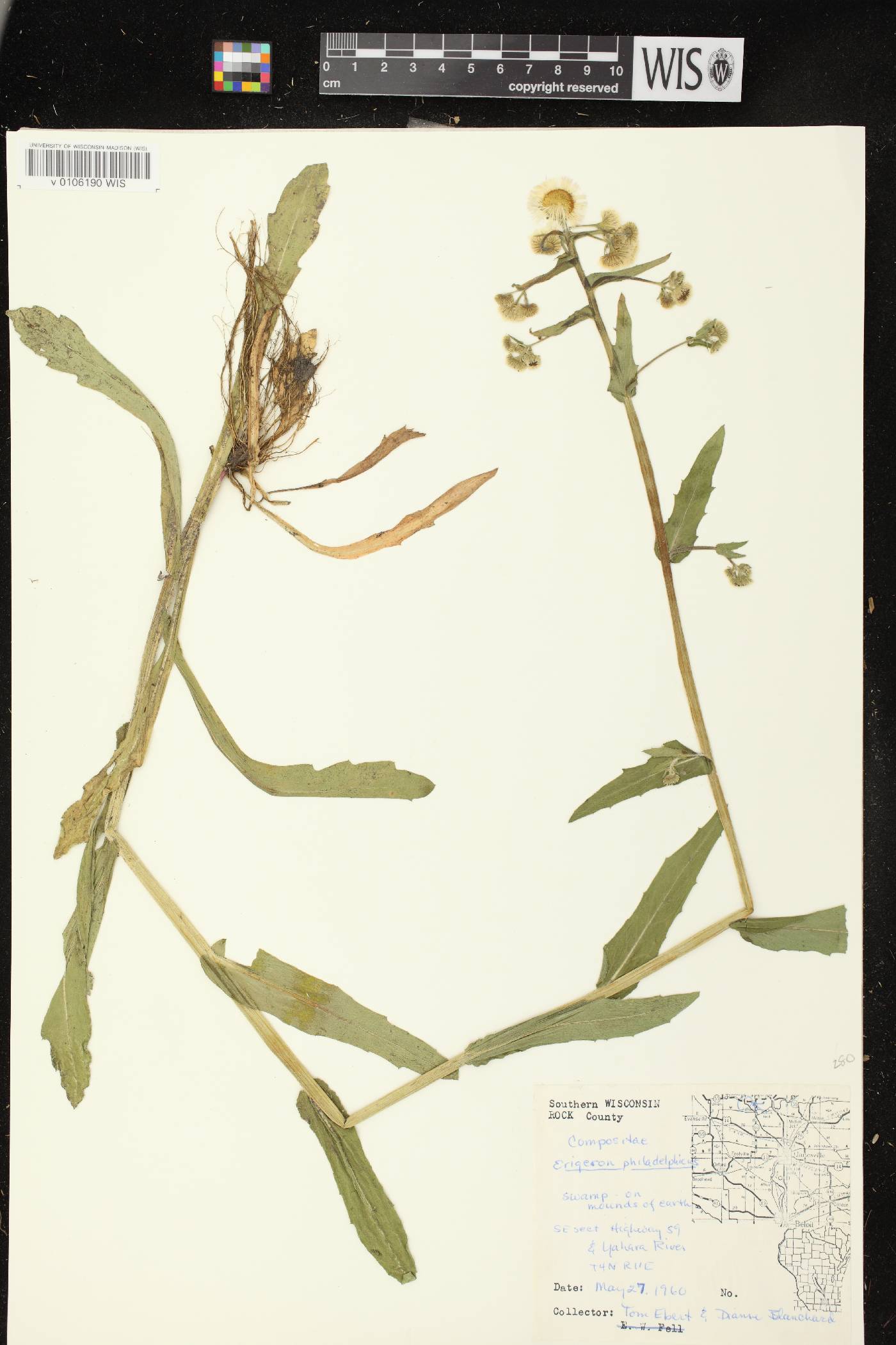 Erigeron philadelphicus var. philadelphicus image