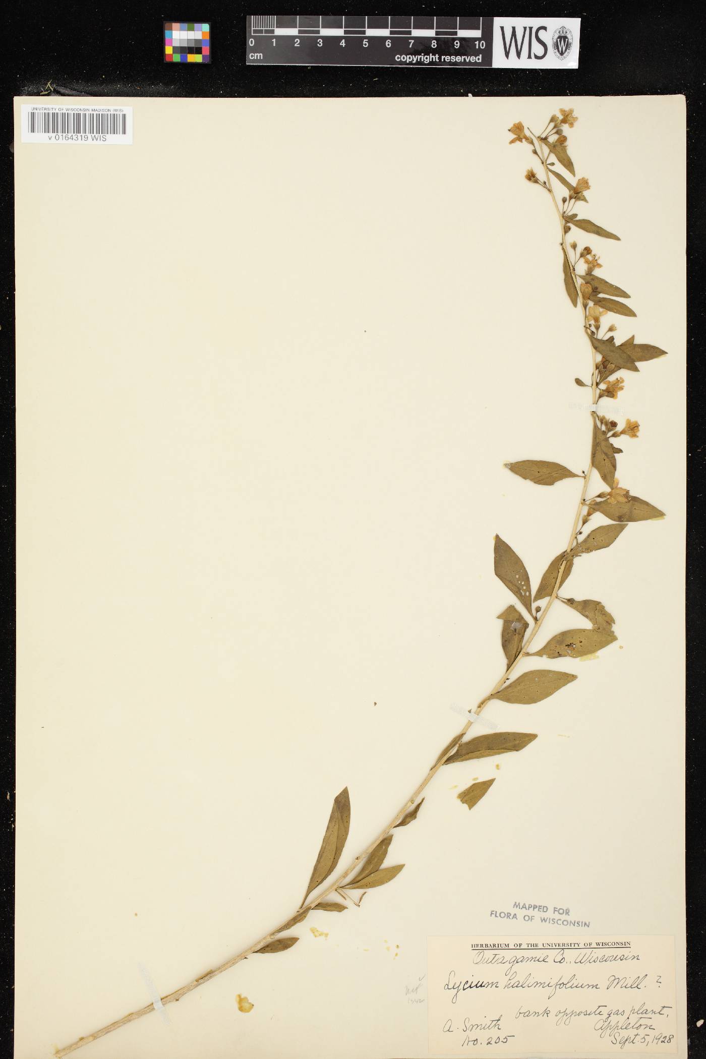 Lycium barbarum image