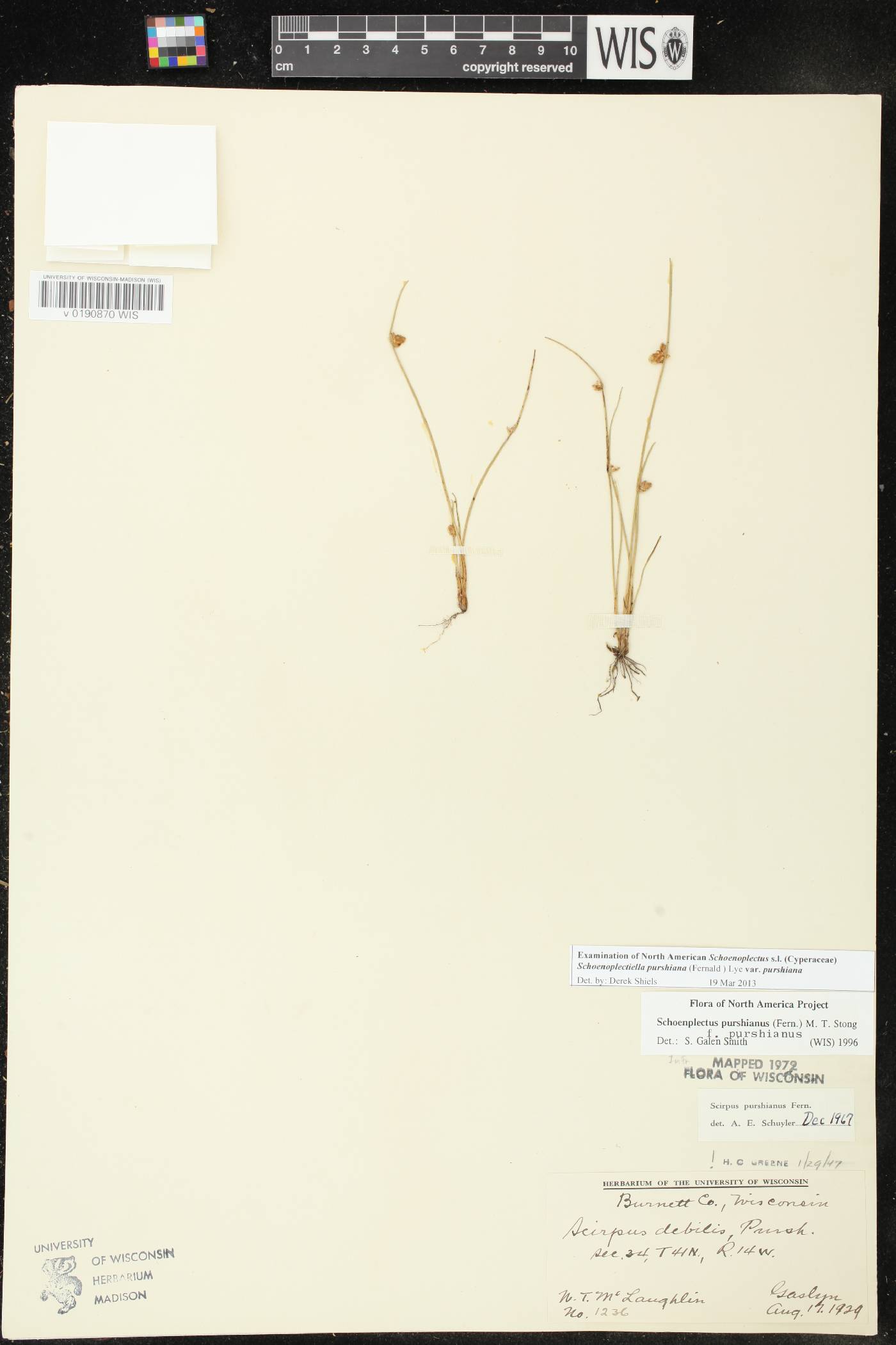 Schoenoplectus purshianus image
