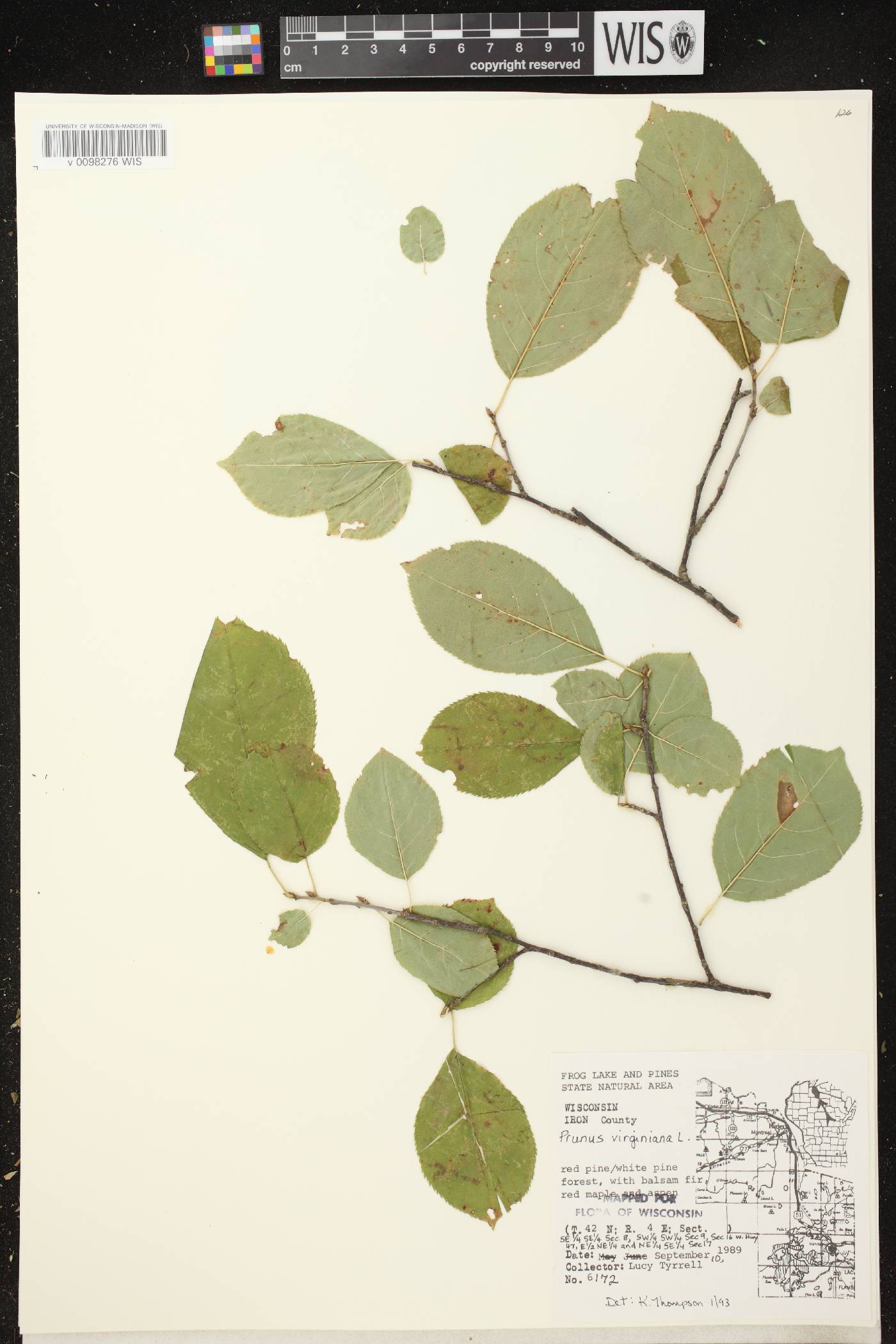 Prunus virginiana image