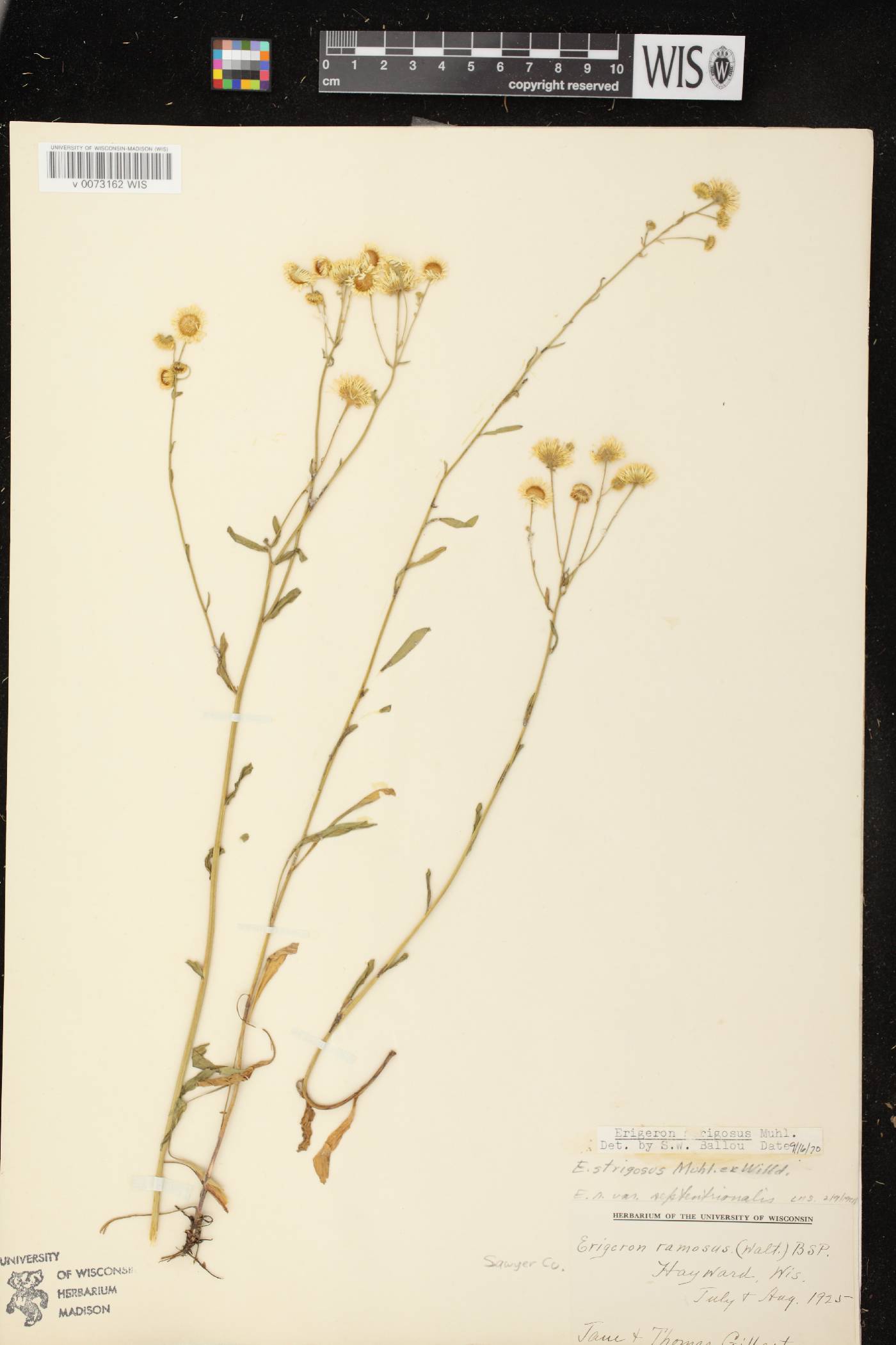 Erigeron strigosus image