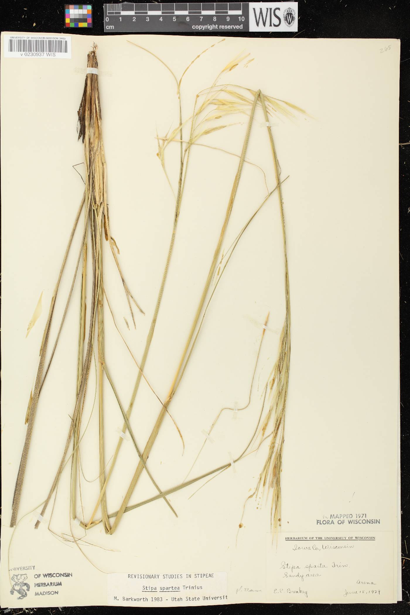 Hesperostipa spartea image