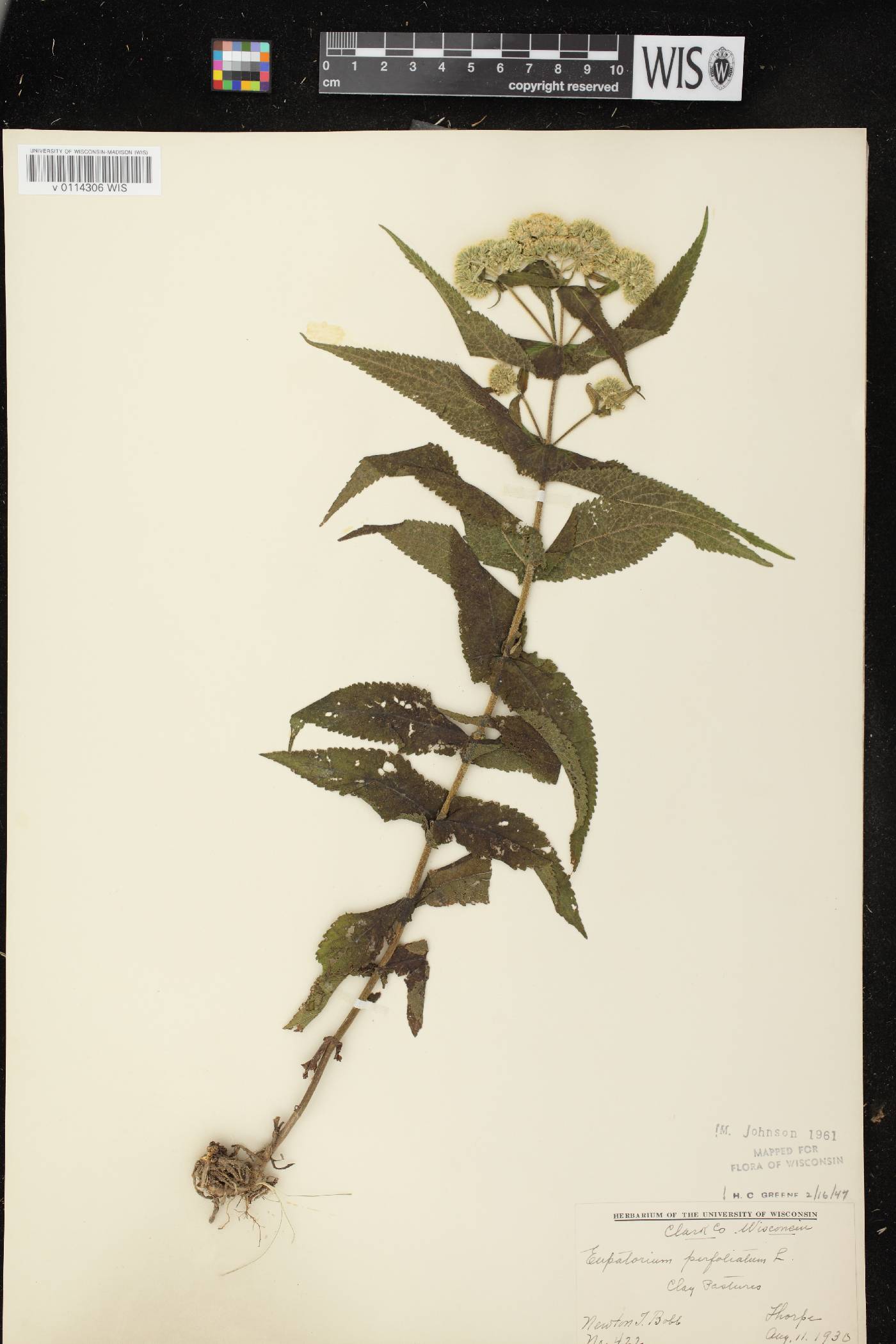Eupatorium perfoliatum image