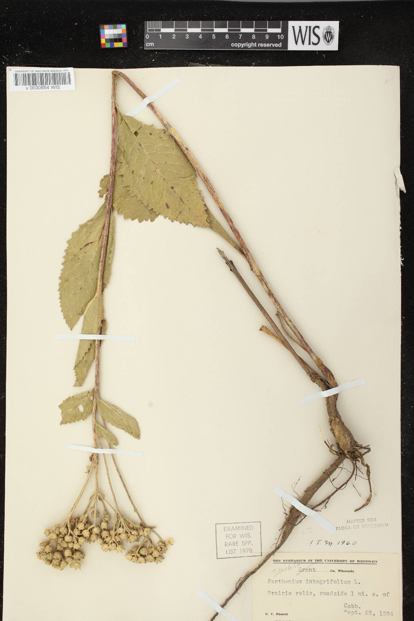Parthenium integrifolium image