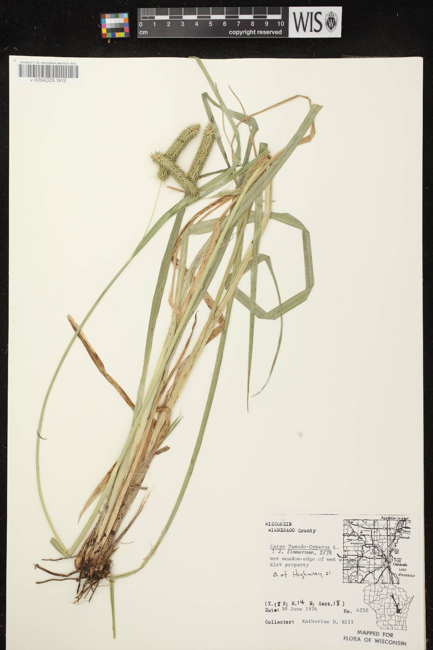 Carex pseudocyperus image