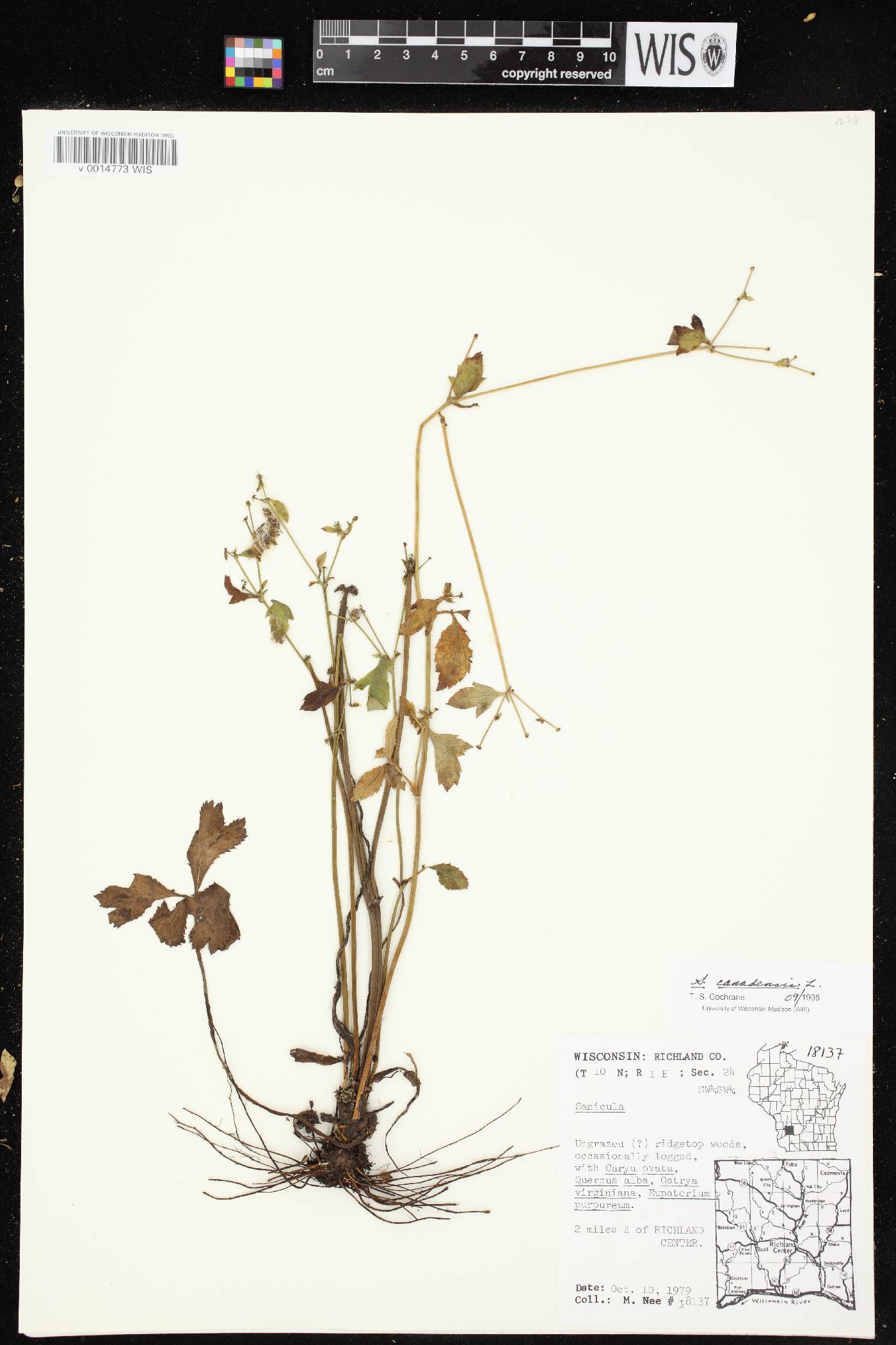 Sanicula canadensis image