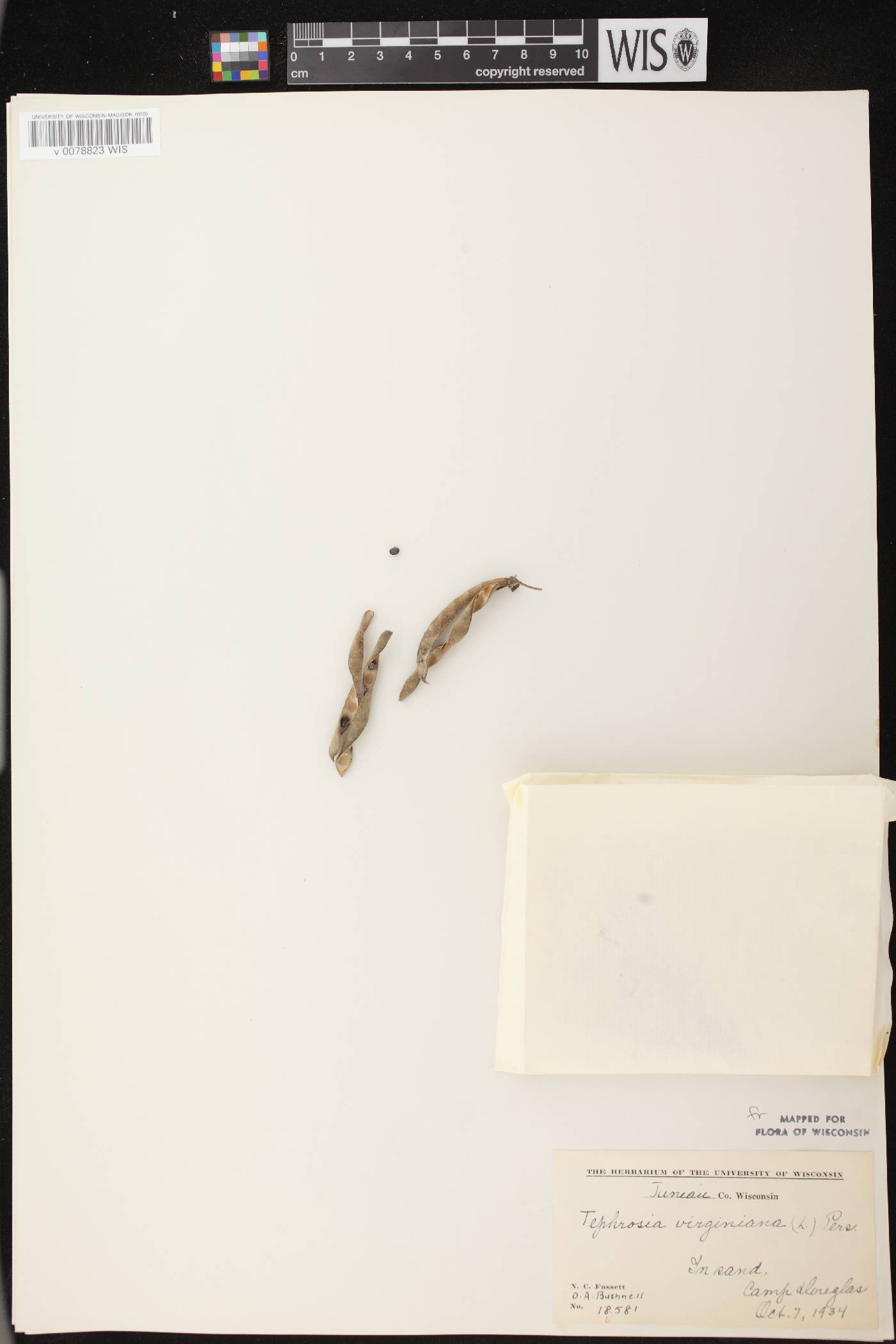 Tephrosia virginiana image