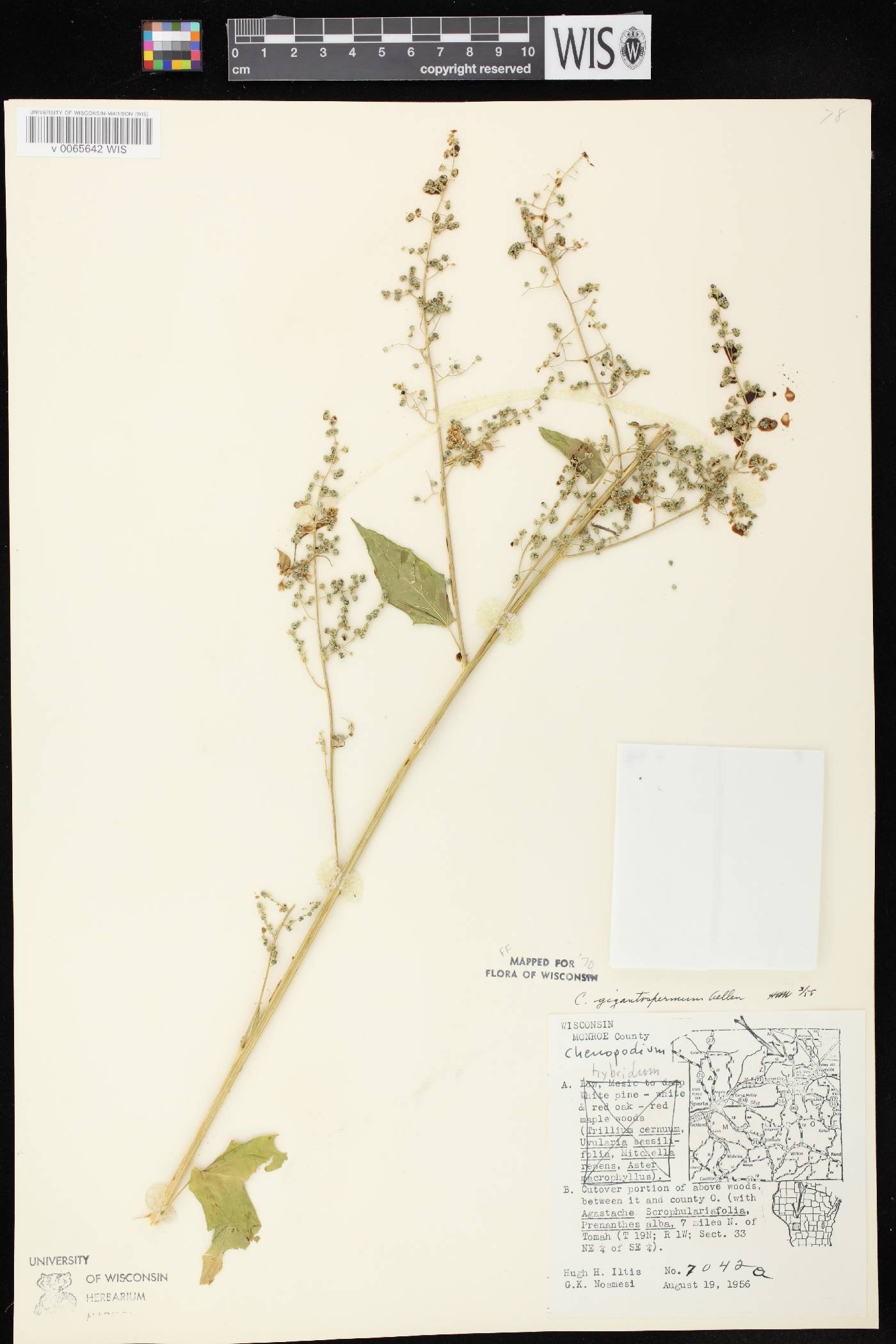 Chenopodium simplex image