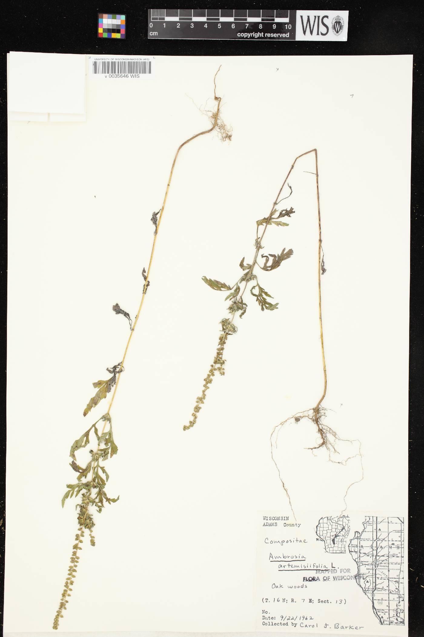 Ambrosia artemisiifolia image