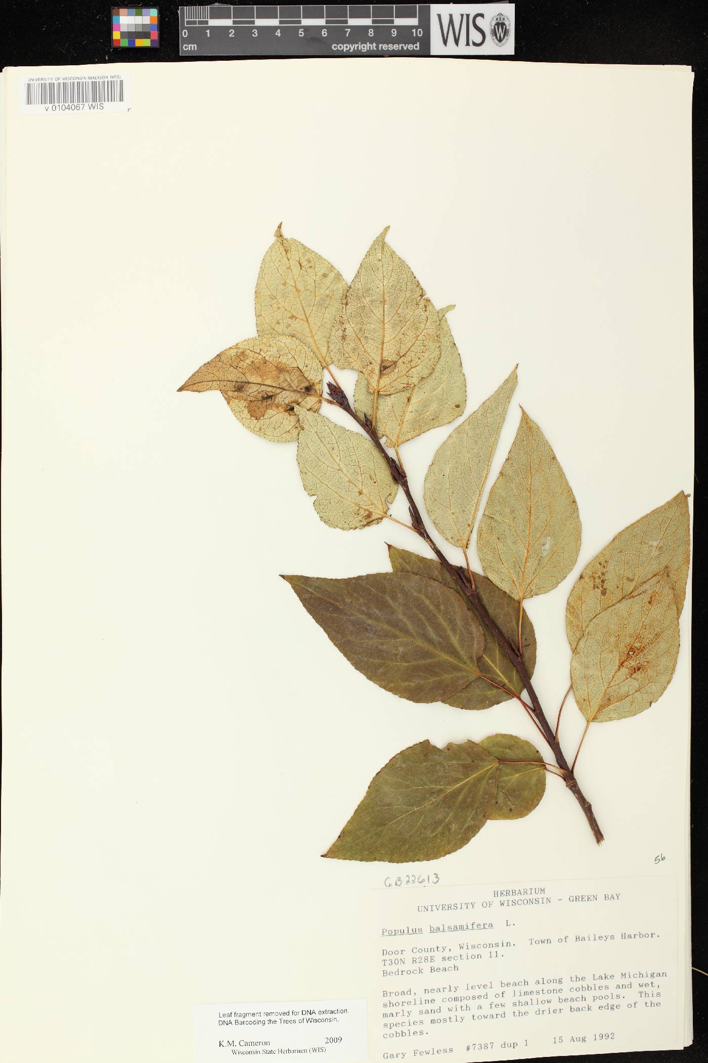 Populus balsamifera image