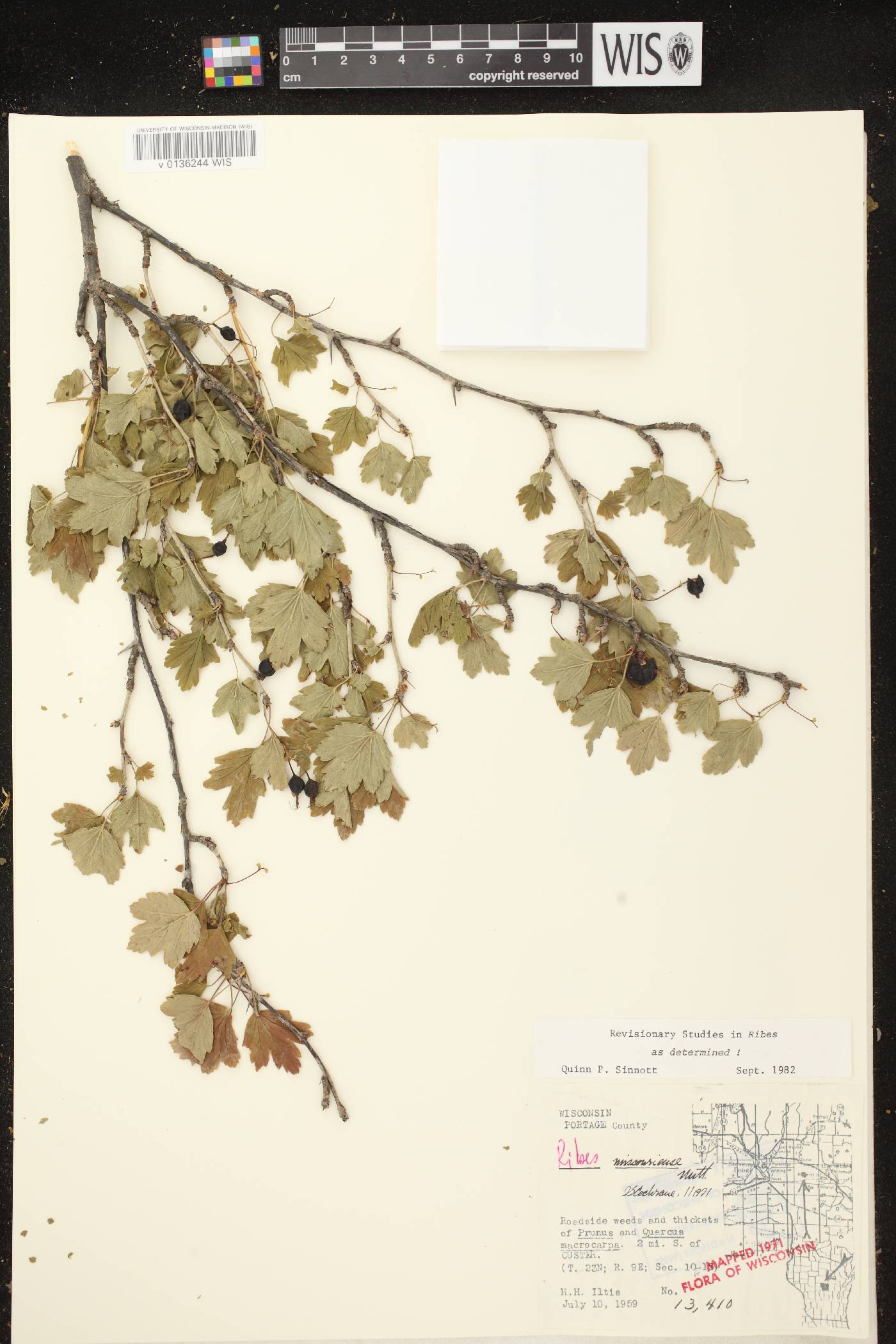 Ribes missouriense image