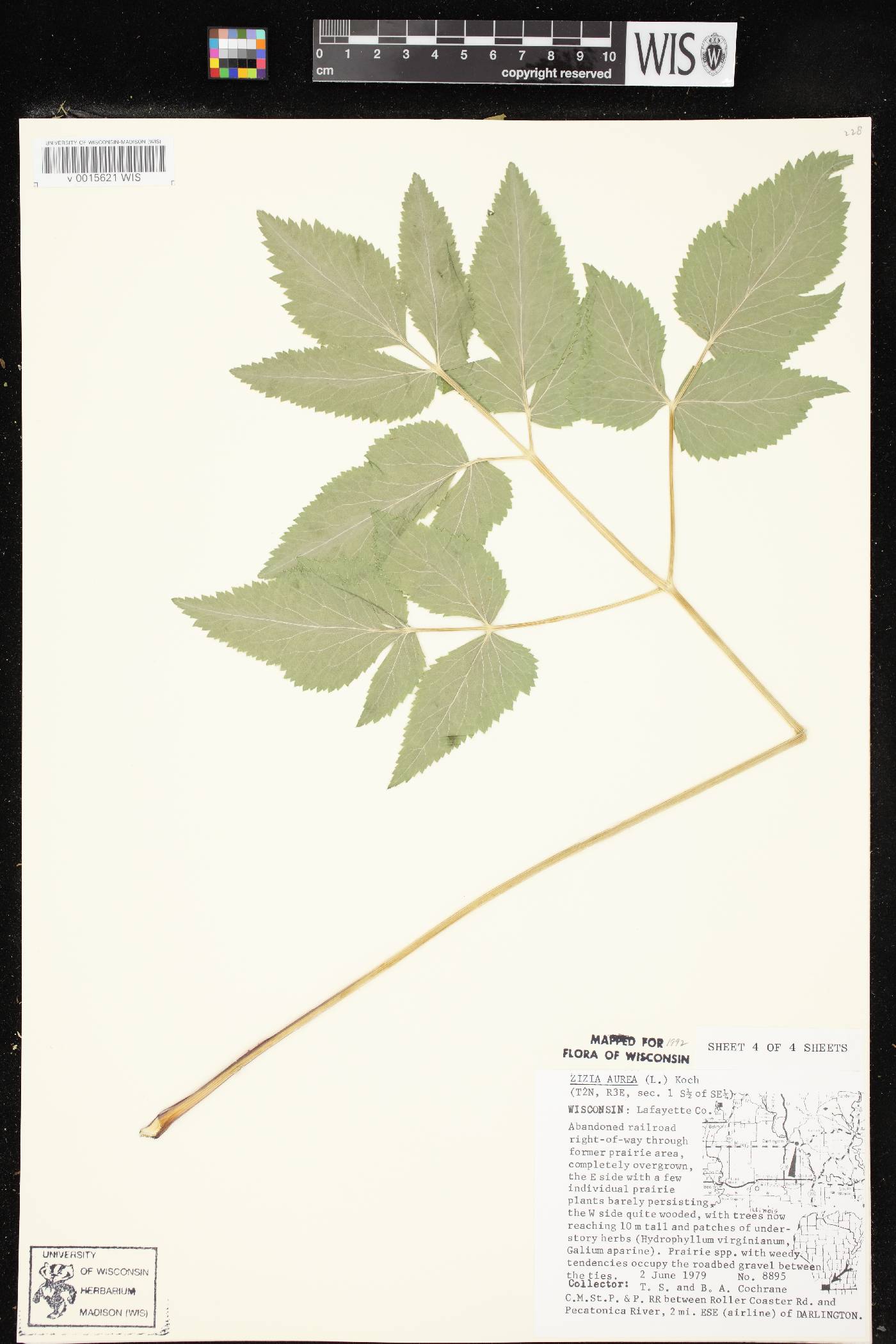 Zizia aurea image