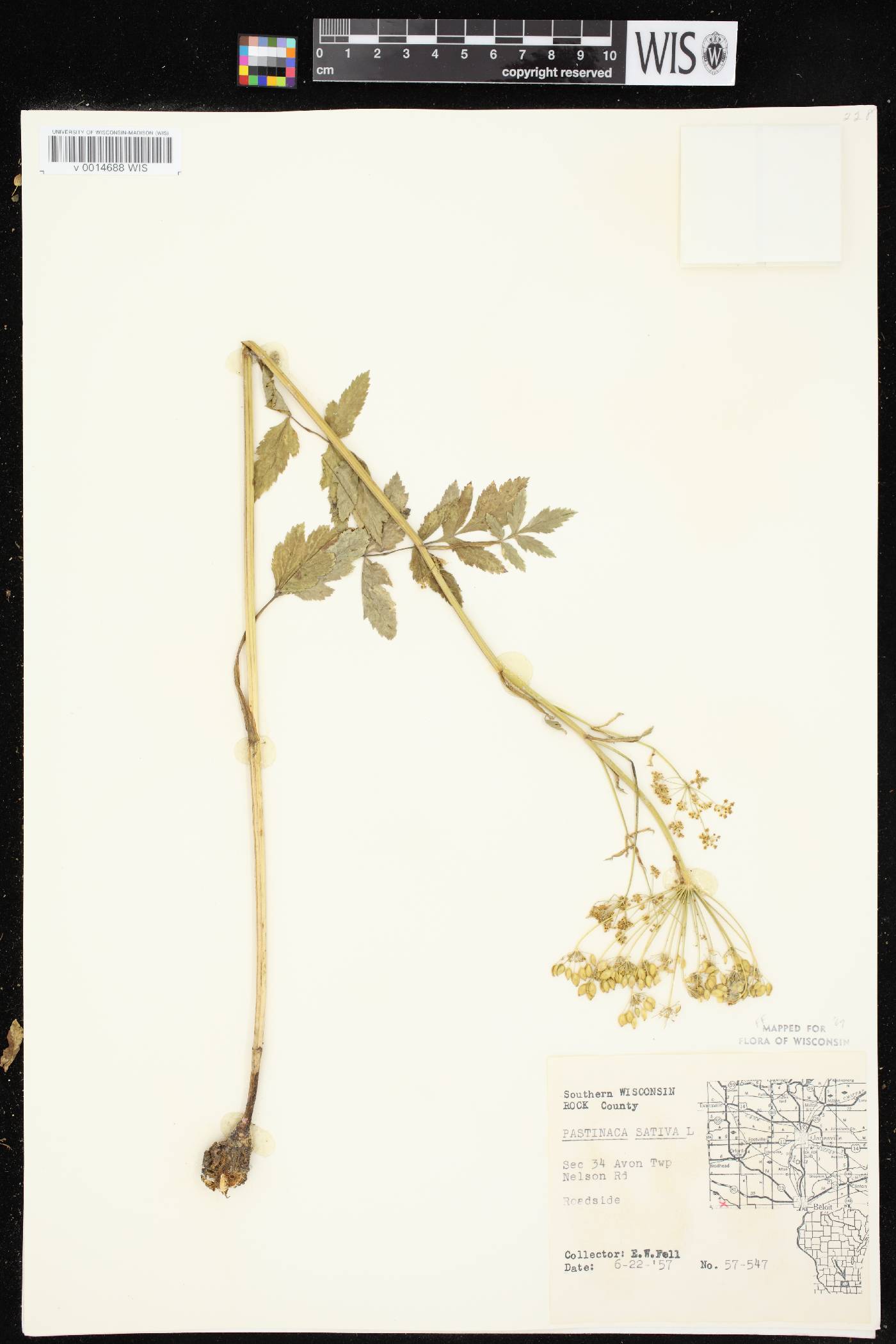 Pastinaca sativa image