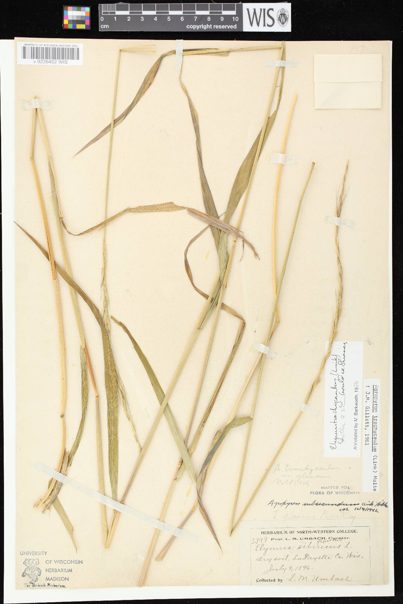 Elymus trachycaulus subsp. subsecundus image