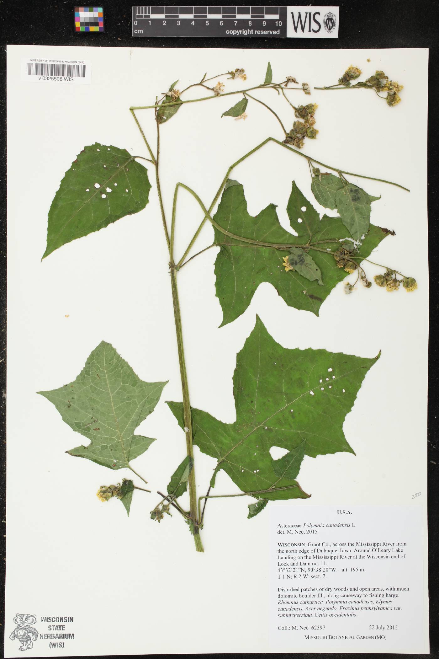 Polymnia canadensis image