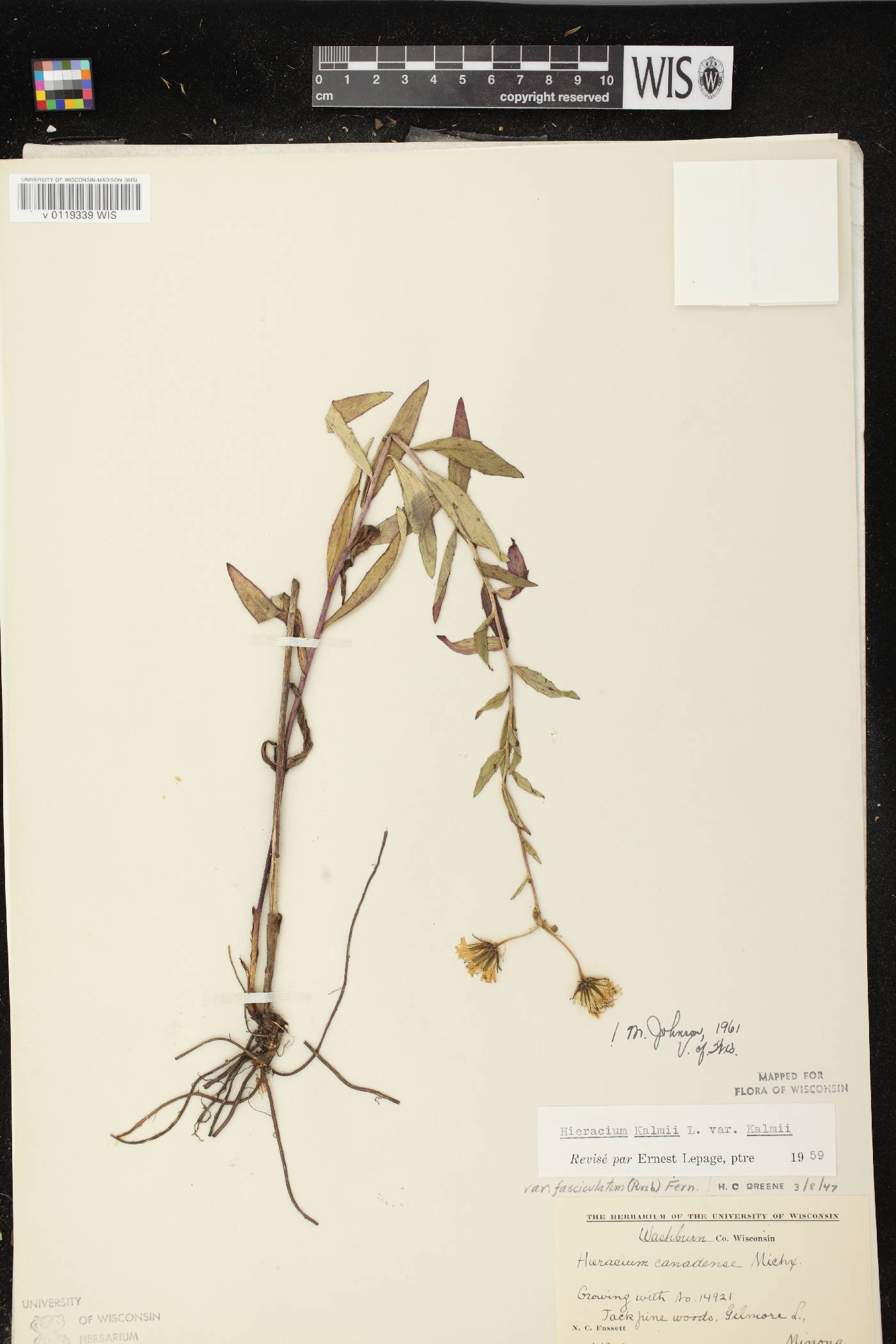 Hieracium umbellatum image