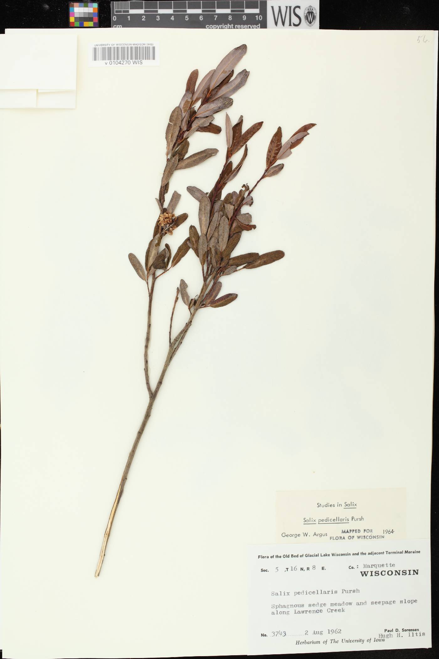 Salix pedicellaris image
