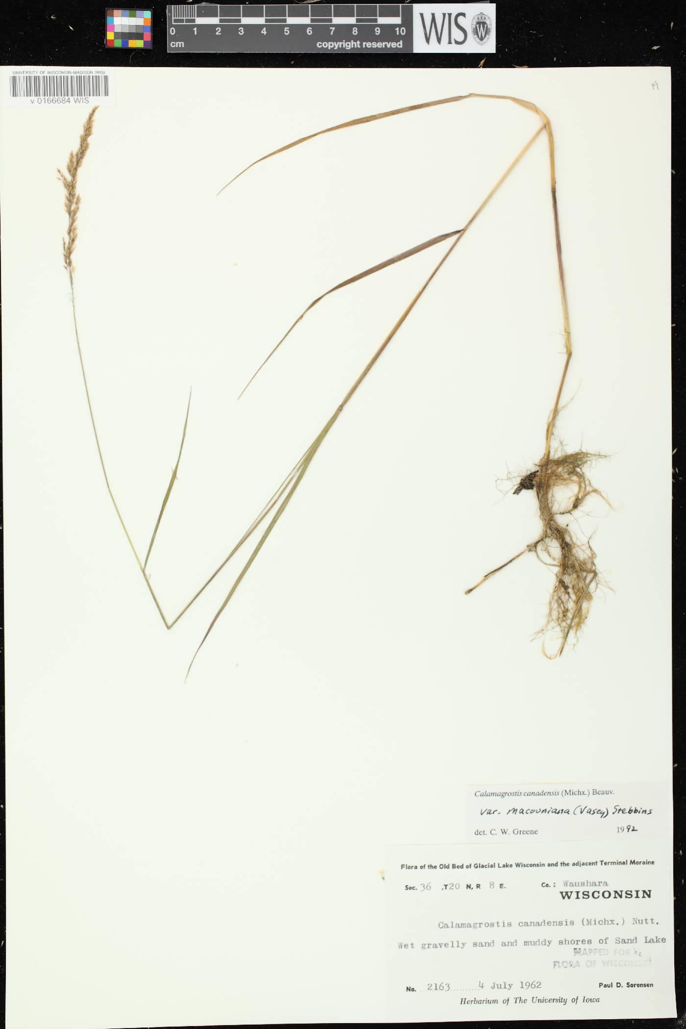 Calamagrostis canadensis var. macouniana image