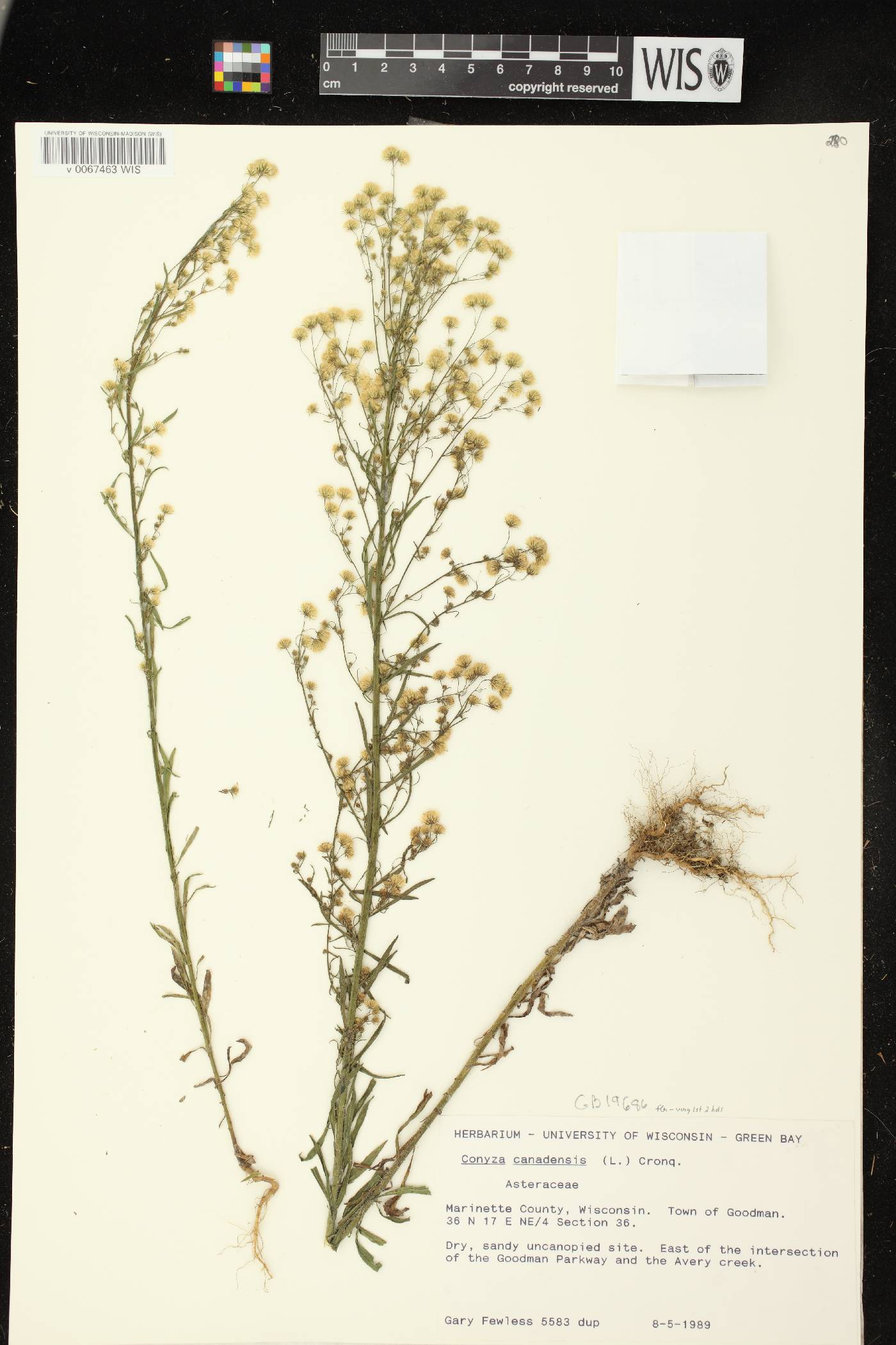 Conyza canadensis image