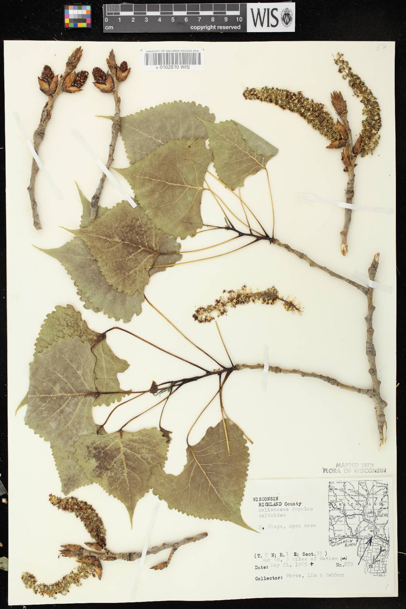 Populus deltoides subsp. monilifera image