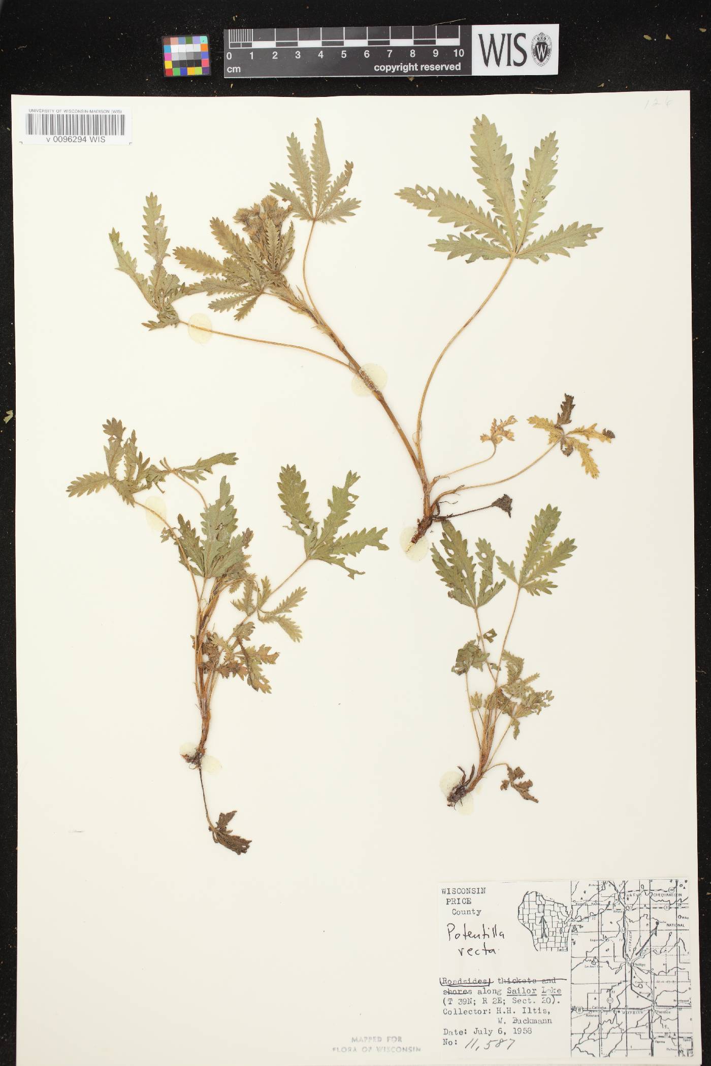 Potentilla recta image