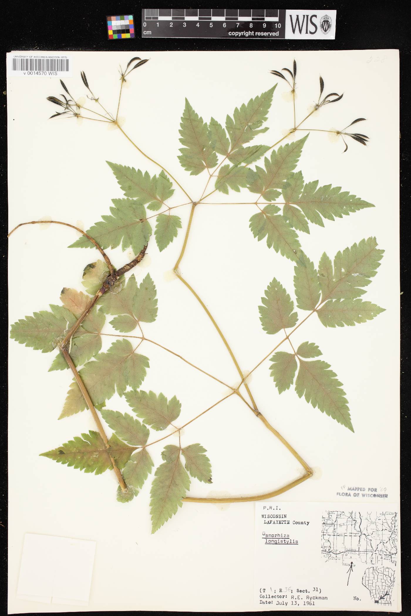 Osmorhiza longistylis image