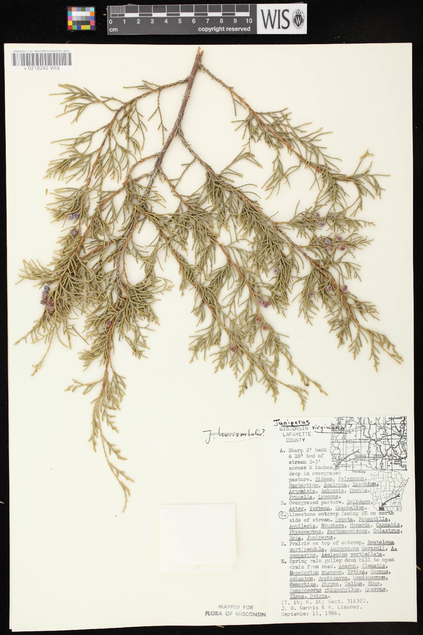 Juniperus virginiana var. virginiana image