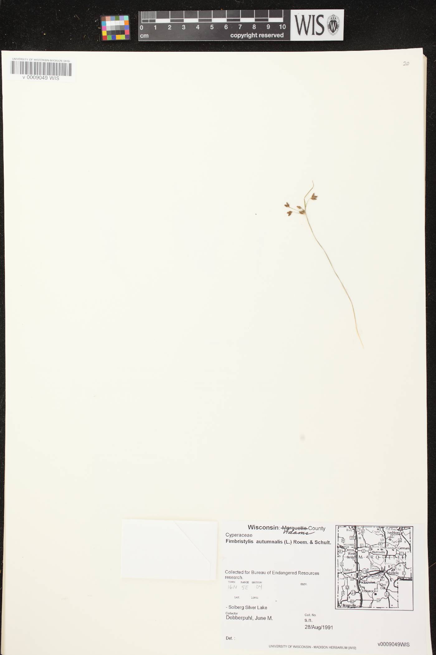 Fimbristylis autumnalis image