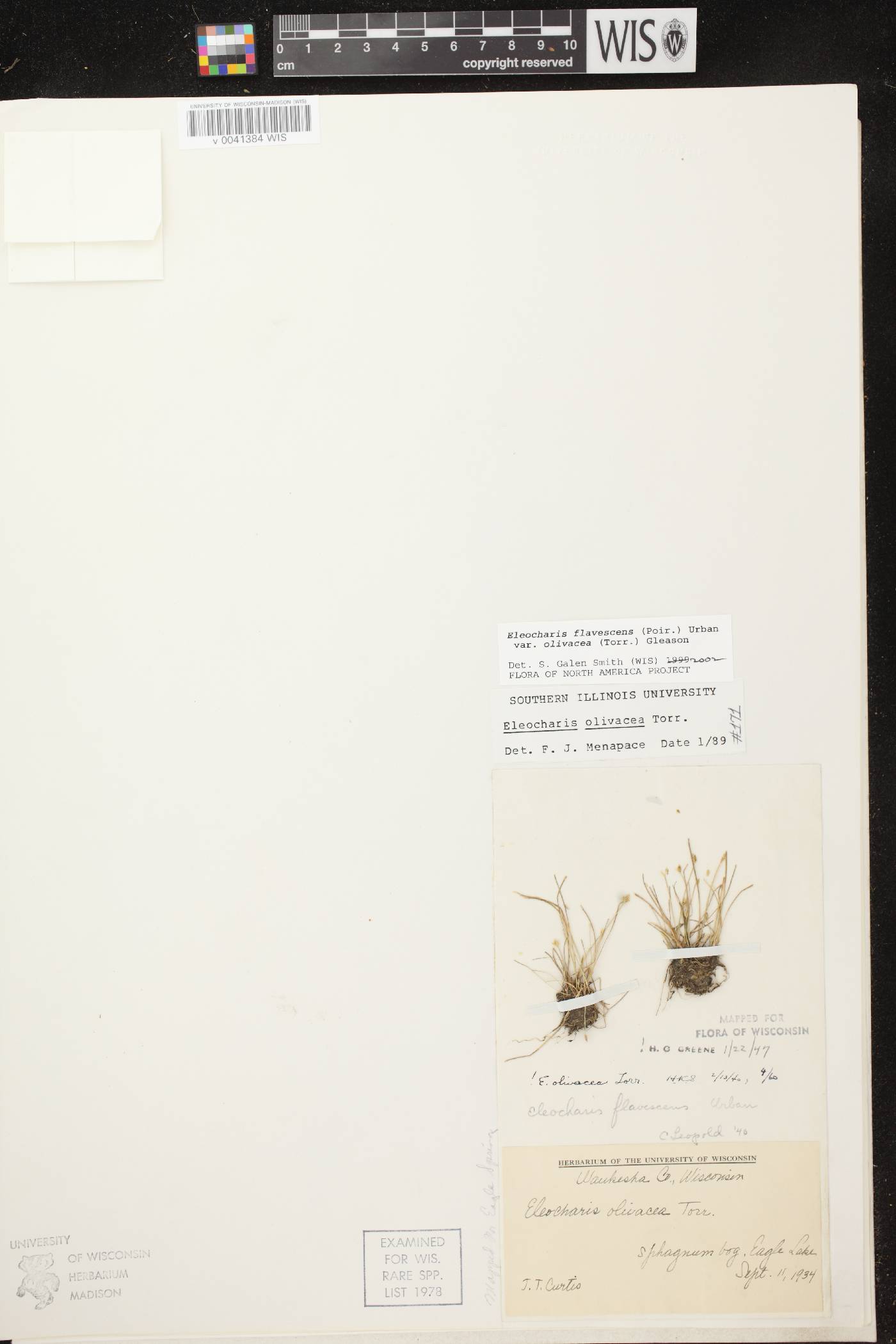 Eleocharis flavescens image