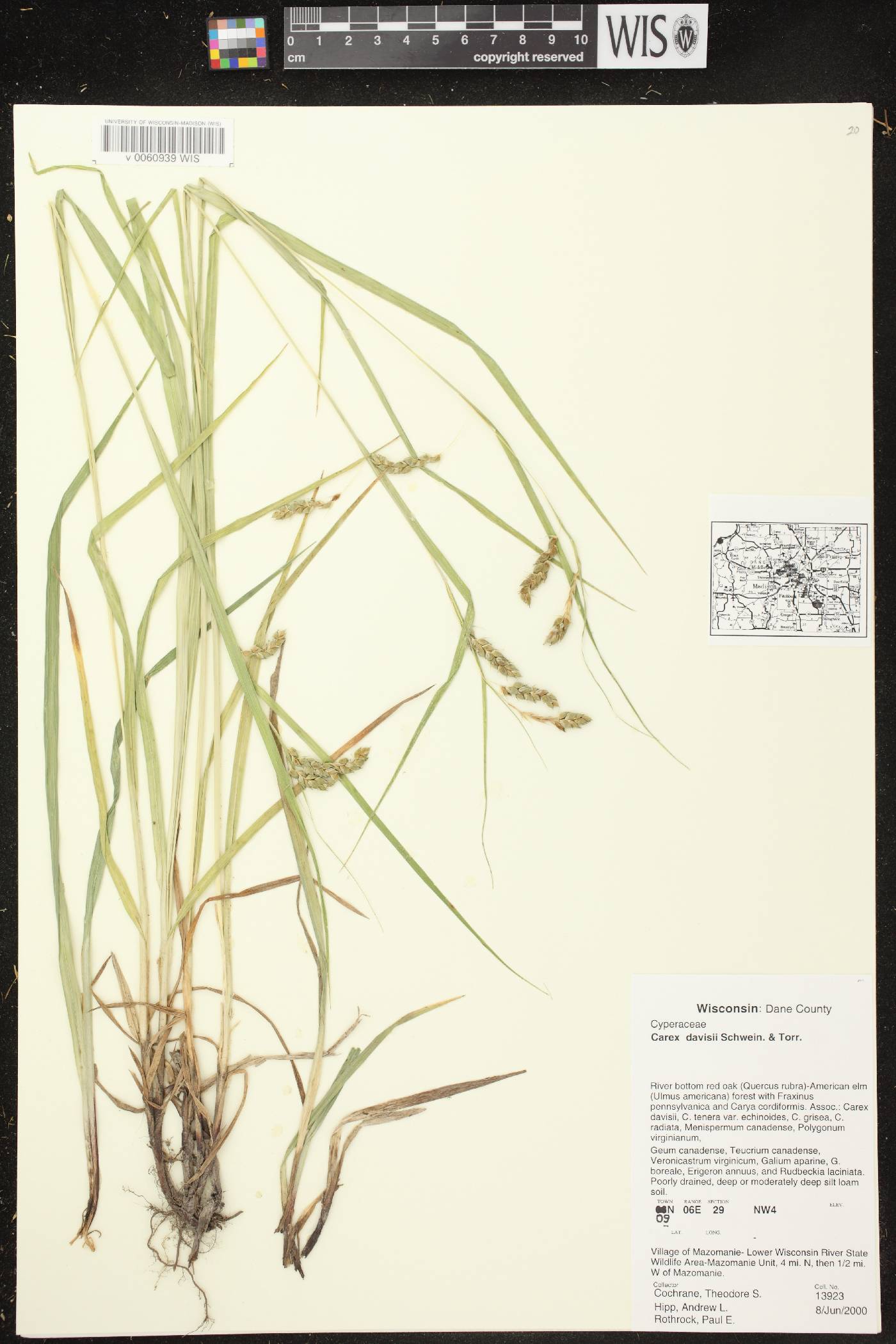 Carex davisii image
