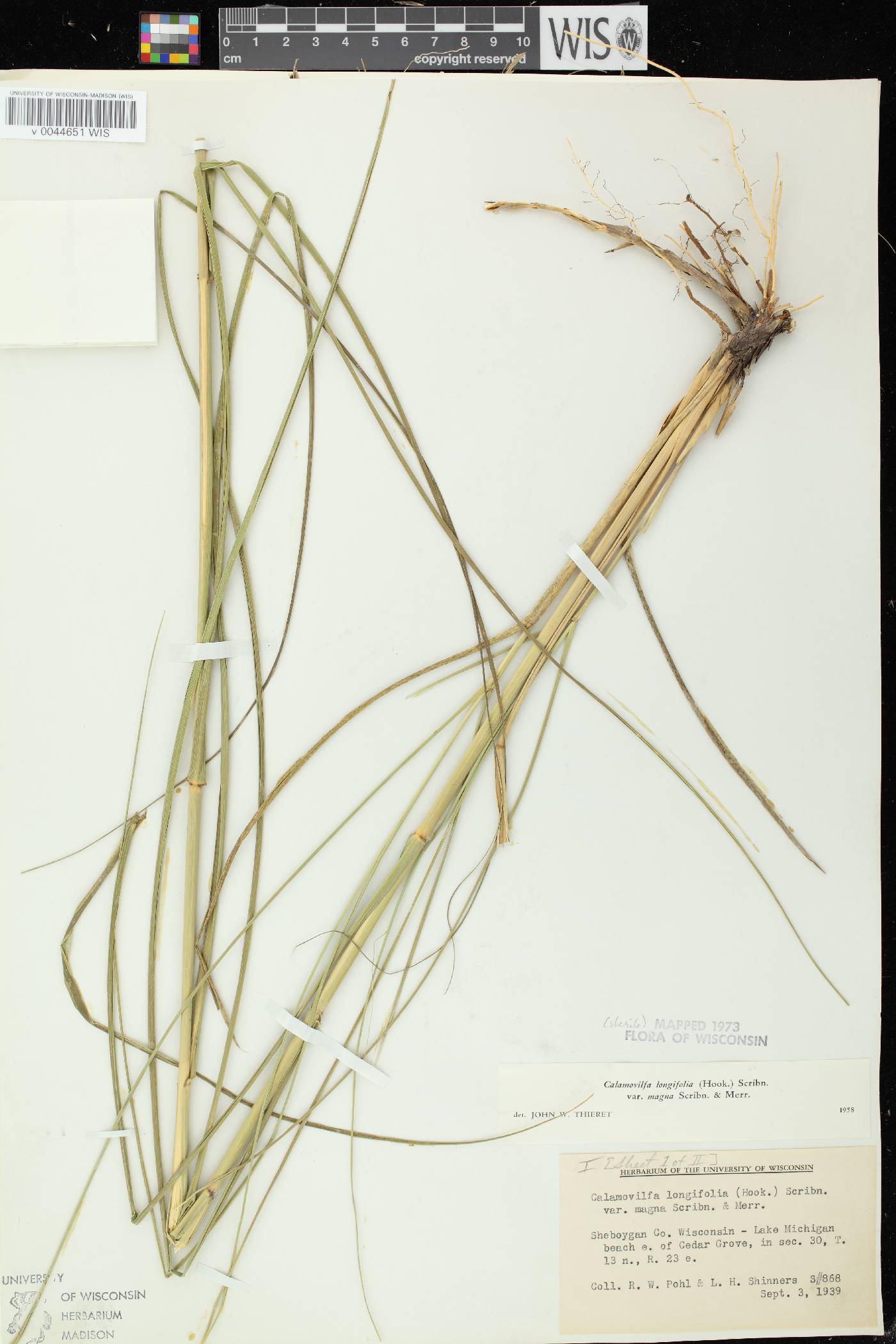 Calamovilfa longifolia image