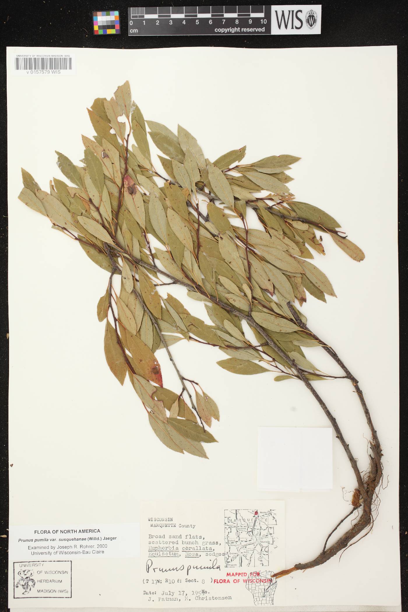 Prunus pumila image