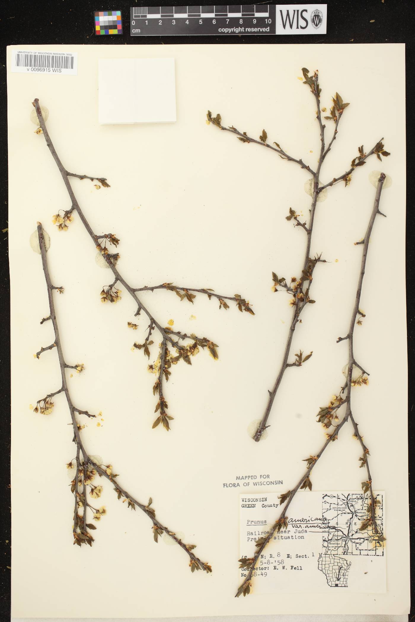 Prunus americana image