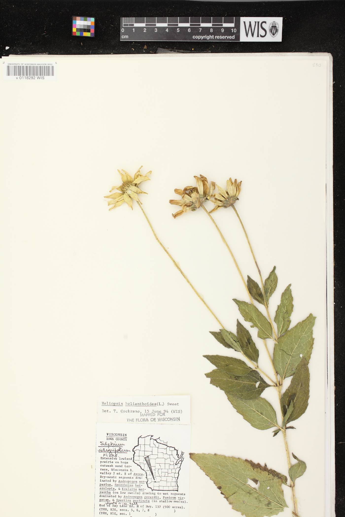 Heliopsis helianthoides image