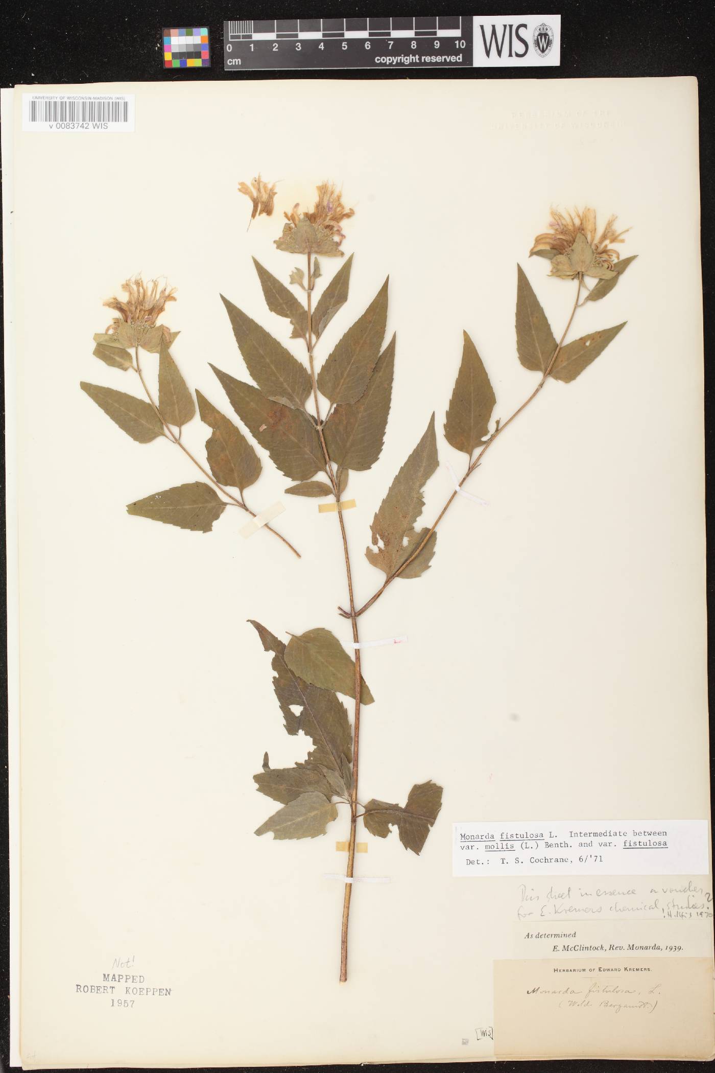 Monarda fistulosa subsp. fistulosa image