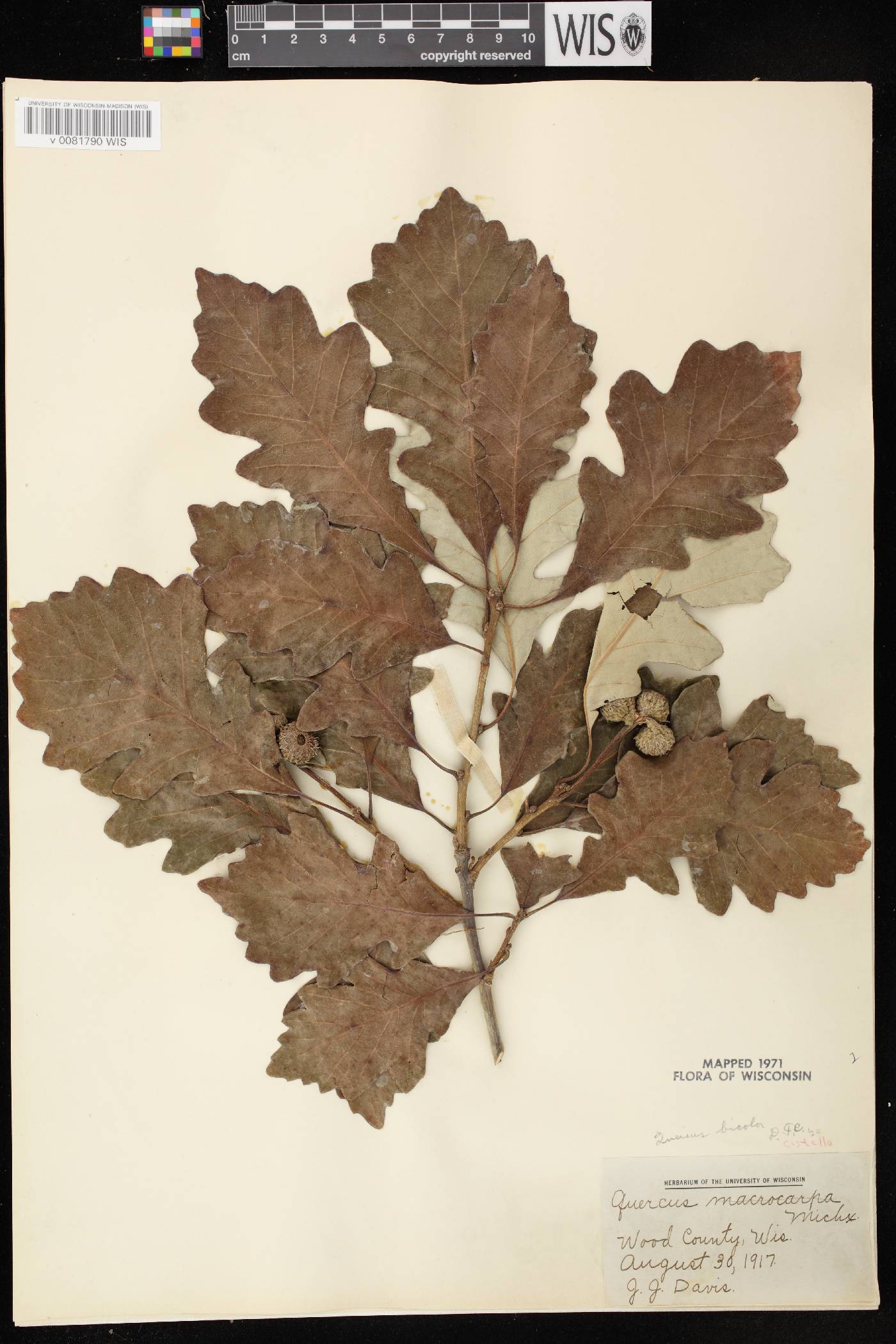 Quercus bicolor image