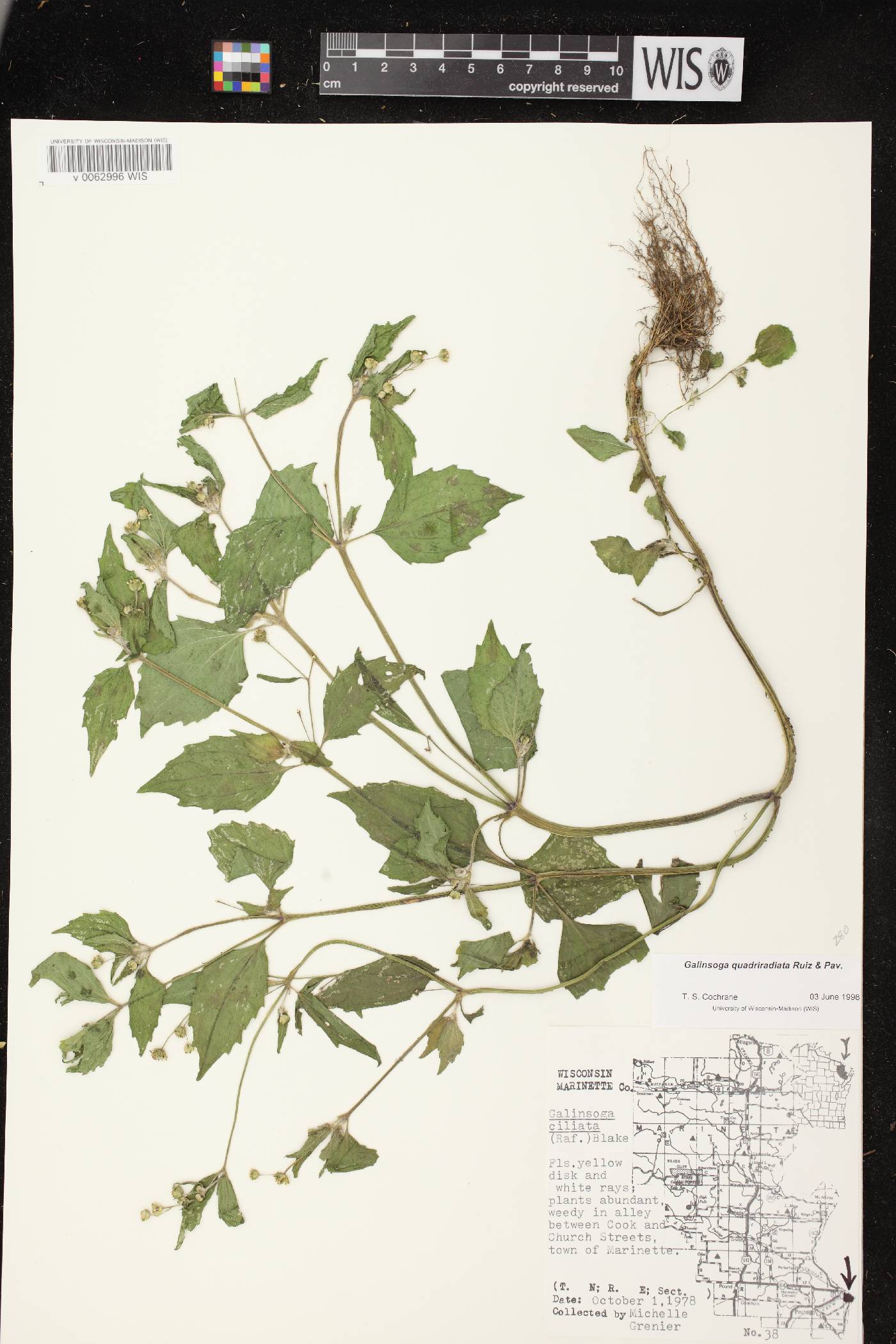 Galinsoga quadriradiata image