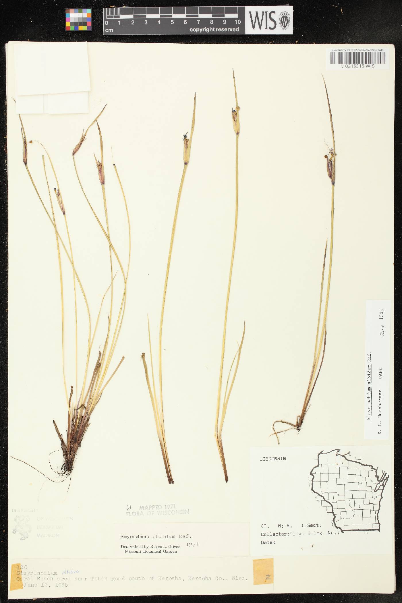 Sisyrinchium albidum image
