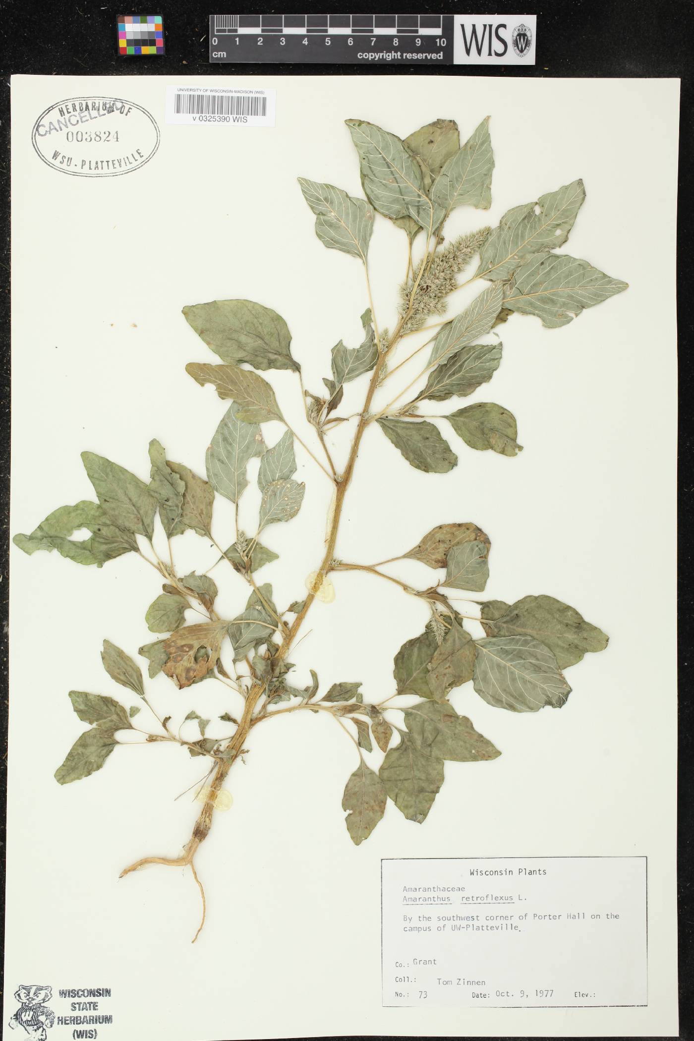 Amaranthus retroflexus image