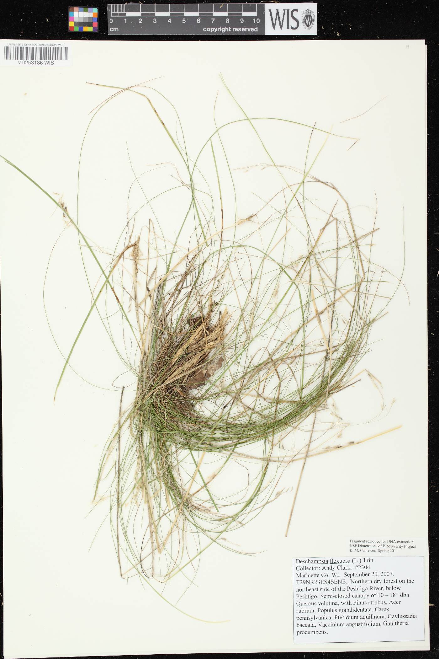 Avenella flexuosa image