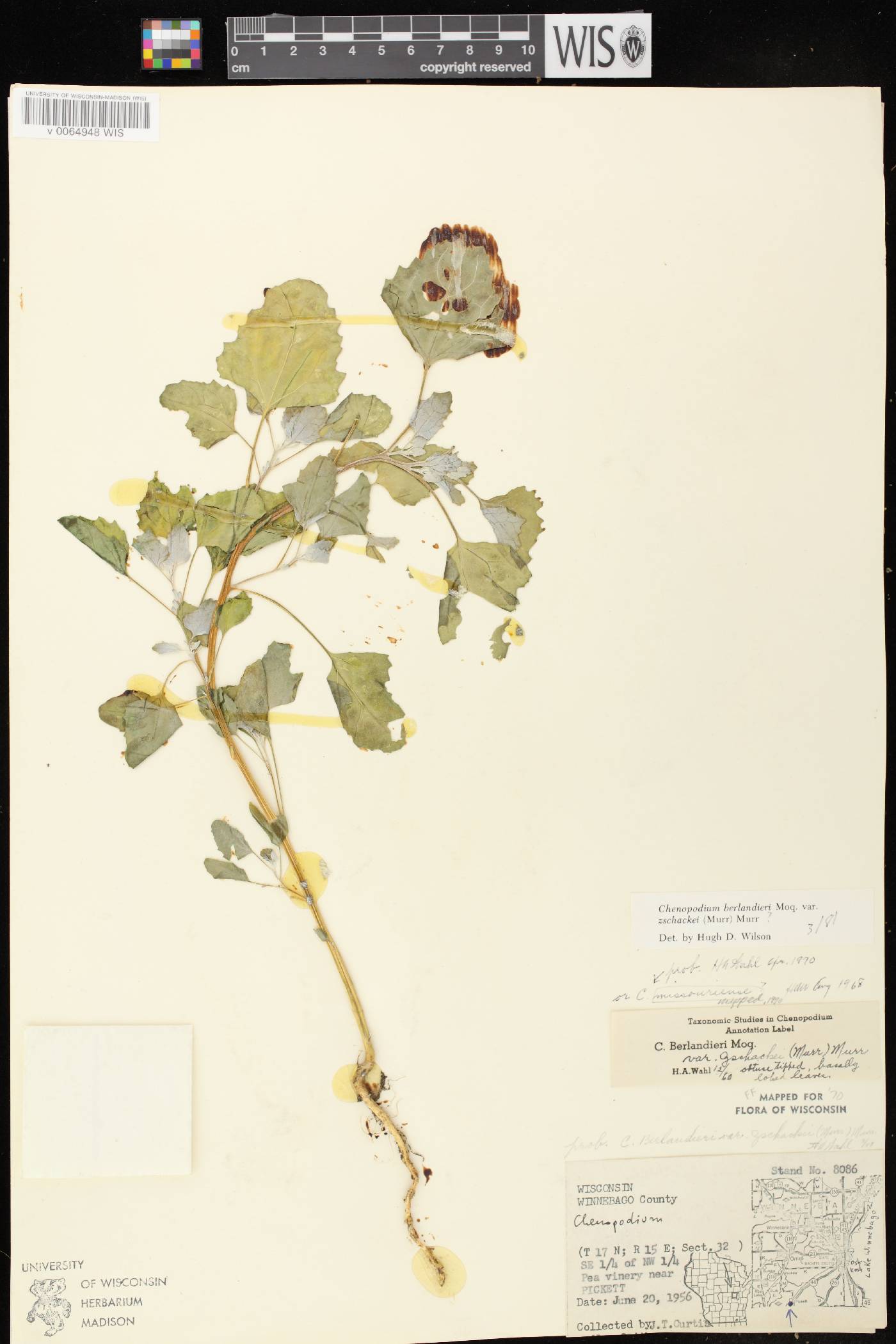 Chenopodium berlandieri image