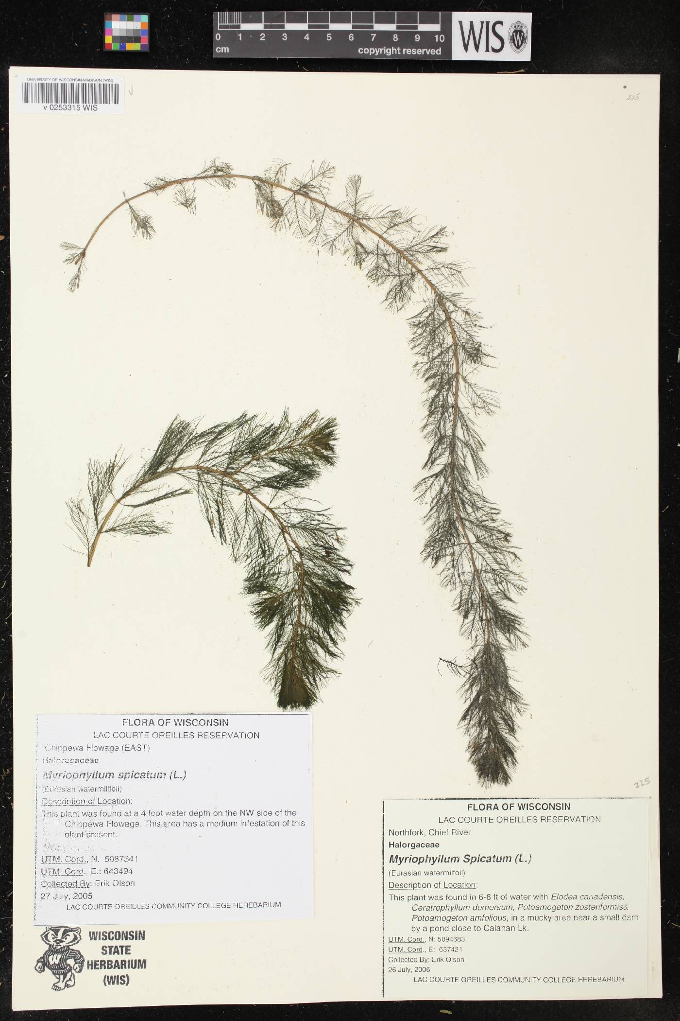 Myriophyllum spicatum image