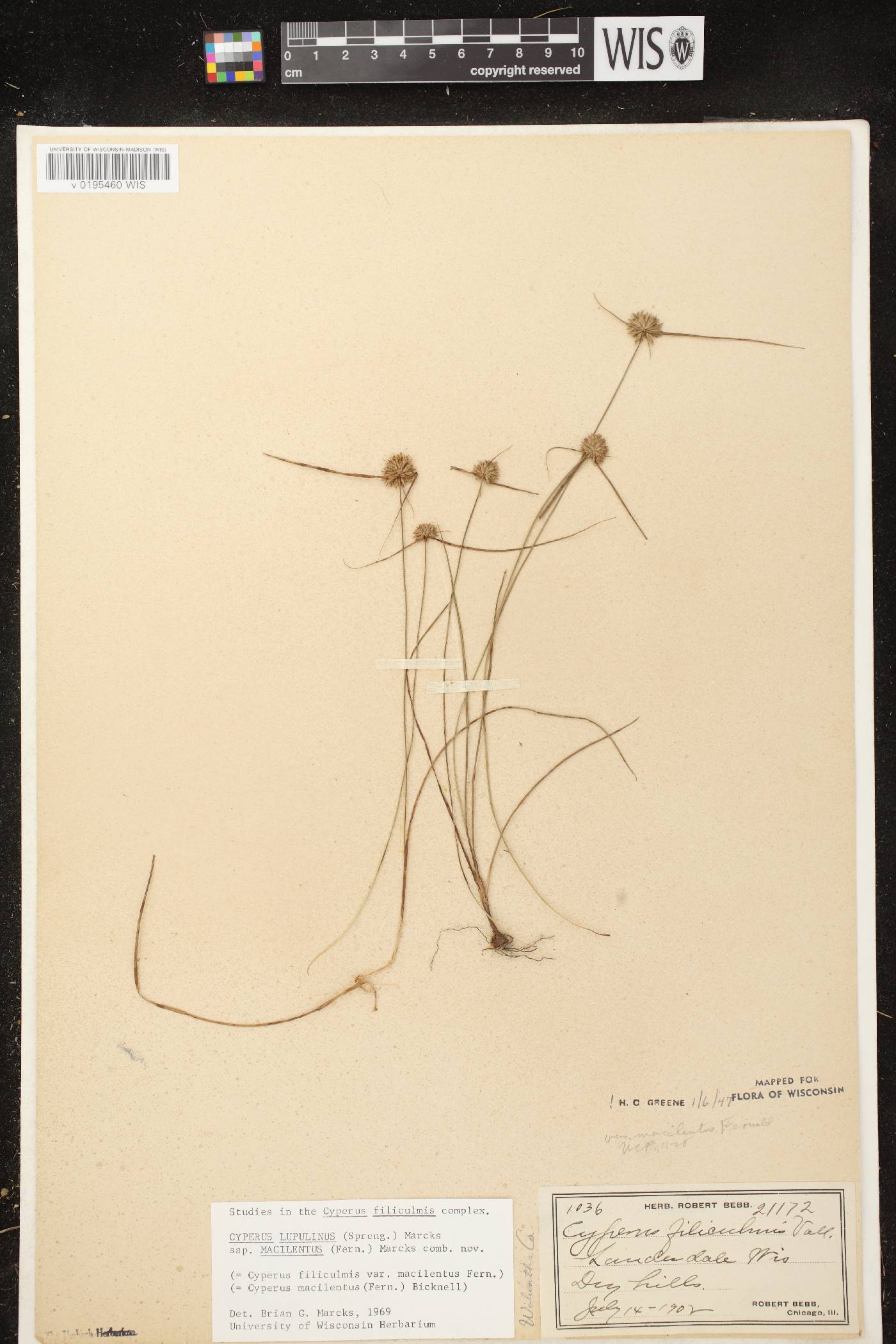 Cyperus lupulinus subsp. macilentus image