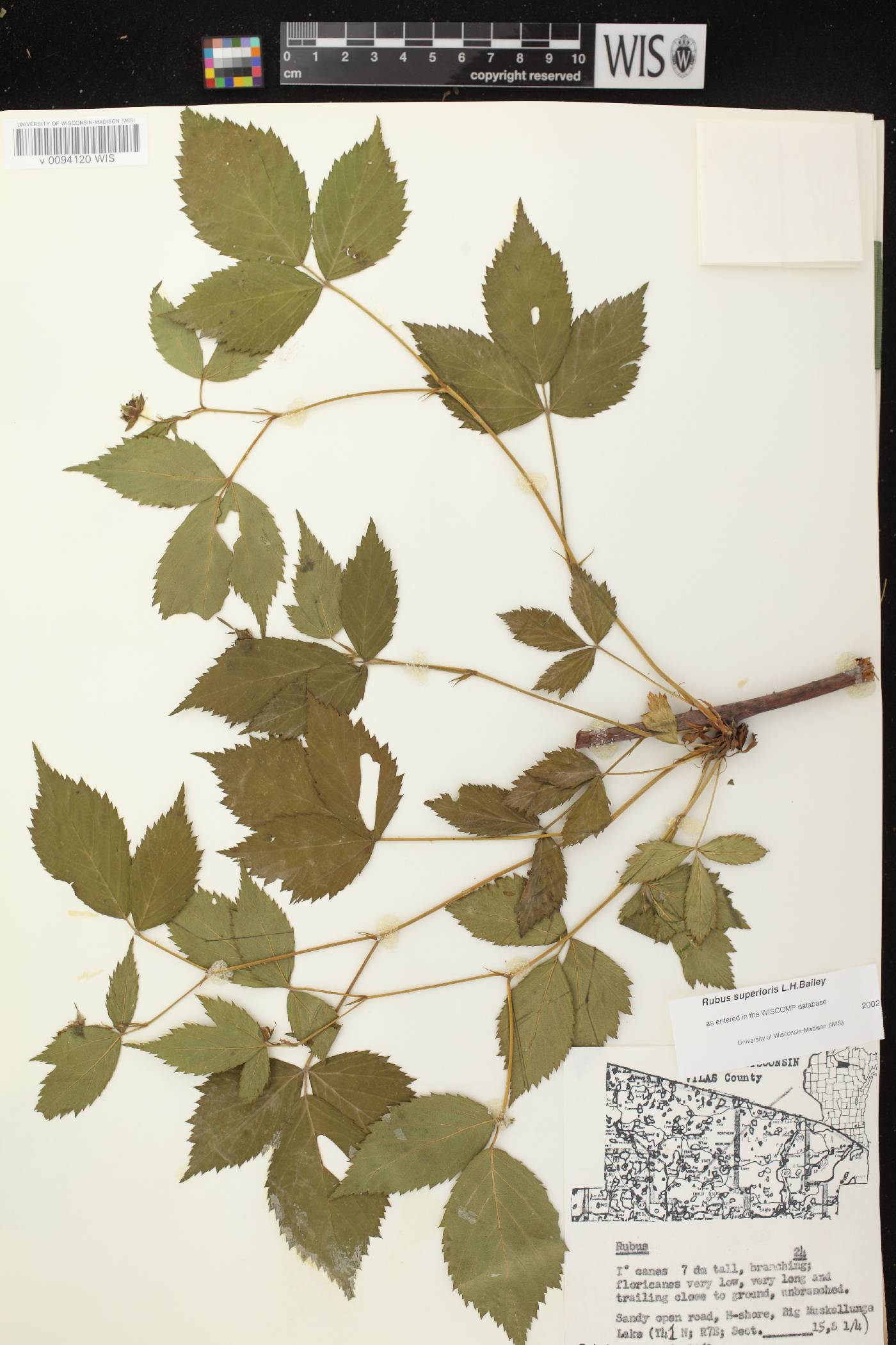 Rubus setosus image