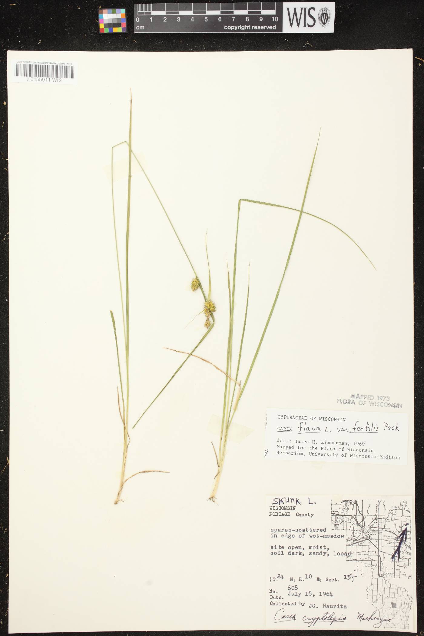 Carex cryptolepis image