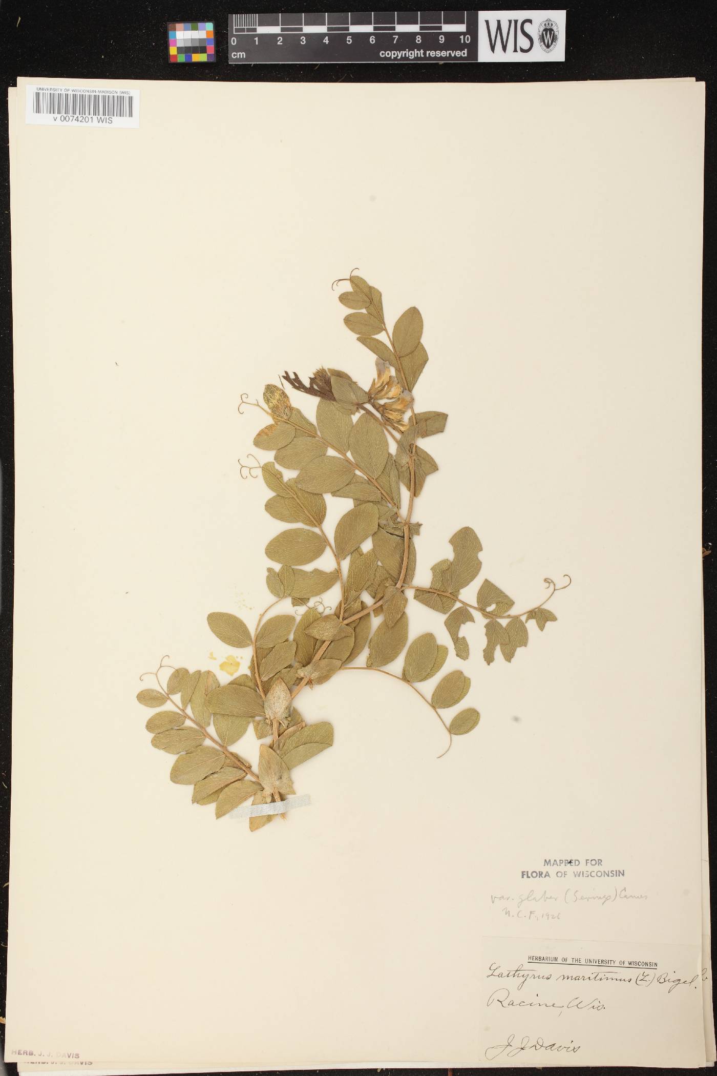 Lathyrus japonicus image