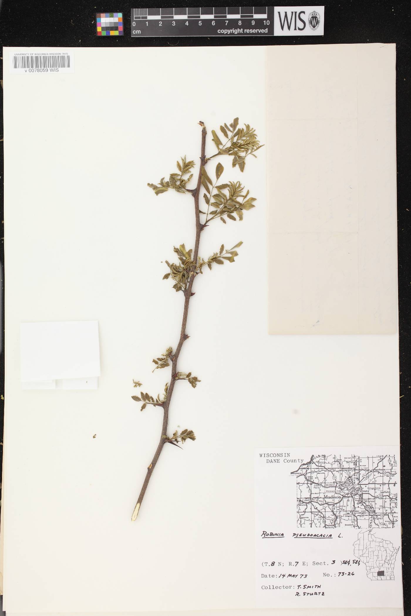 Robinia pseudoacacia image