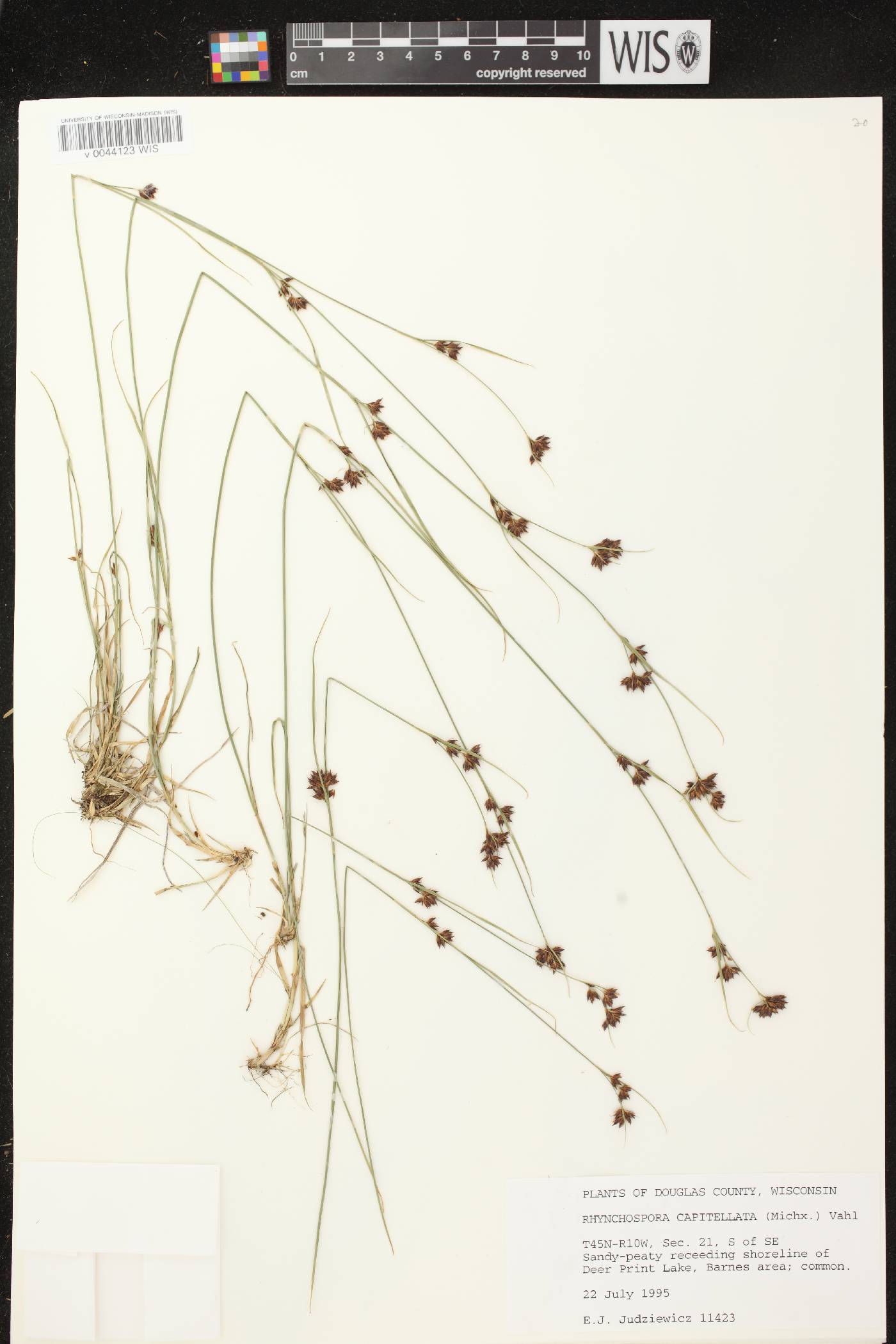 Rhynchospora capitellata image