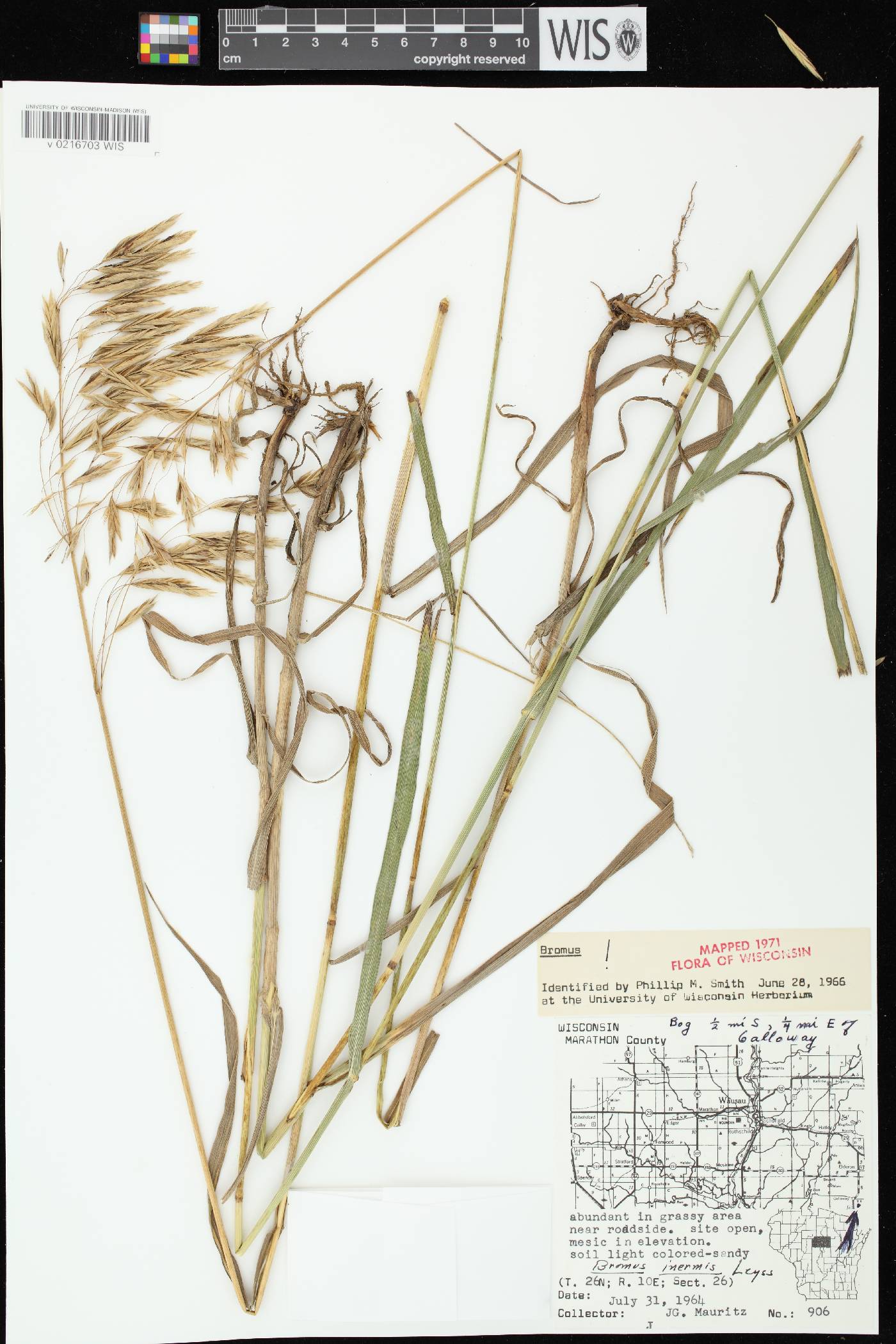 Bromus inermis image