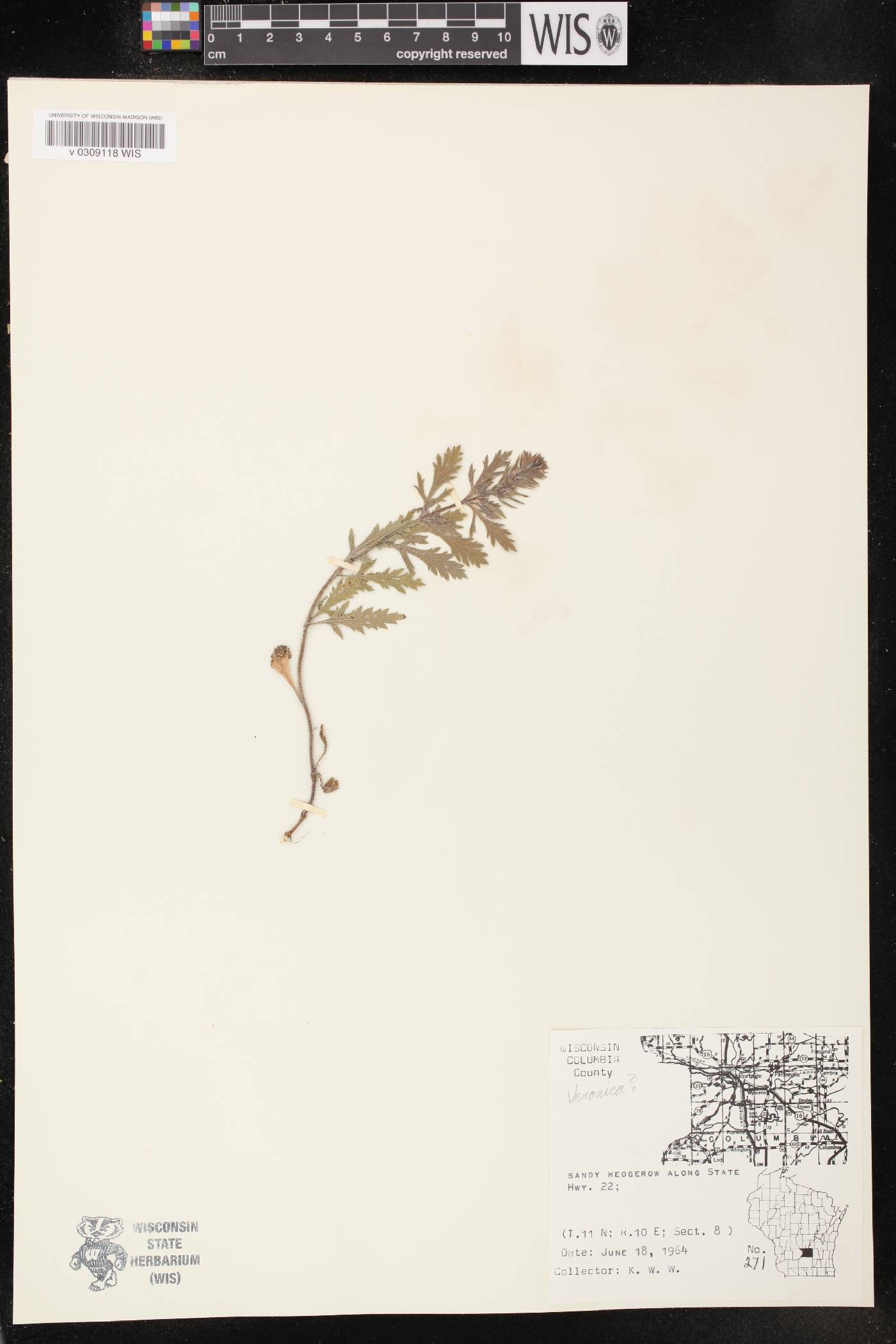 Verbena bracteata image